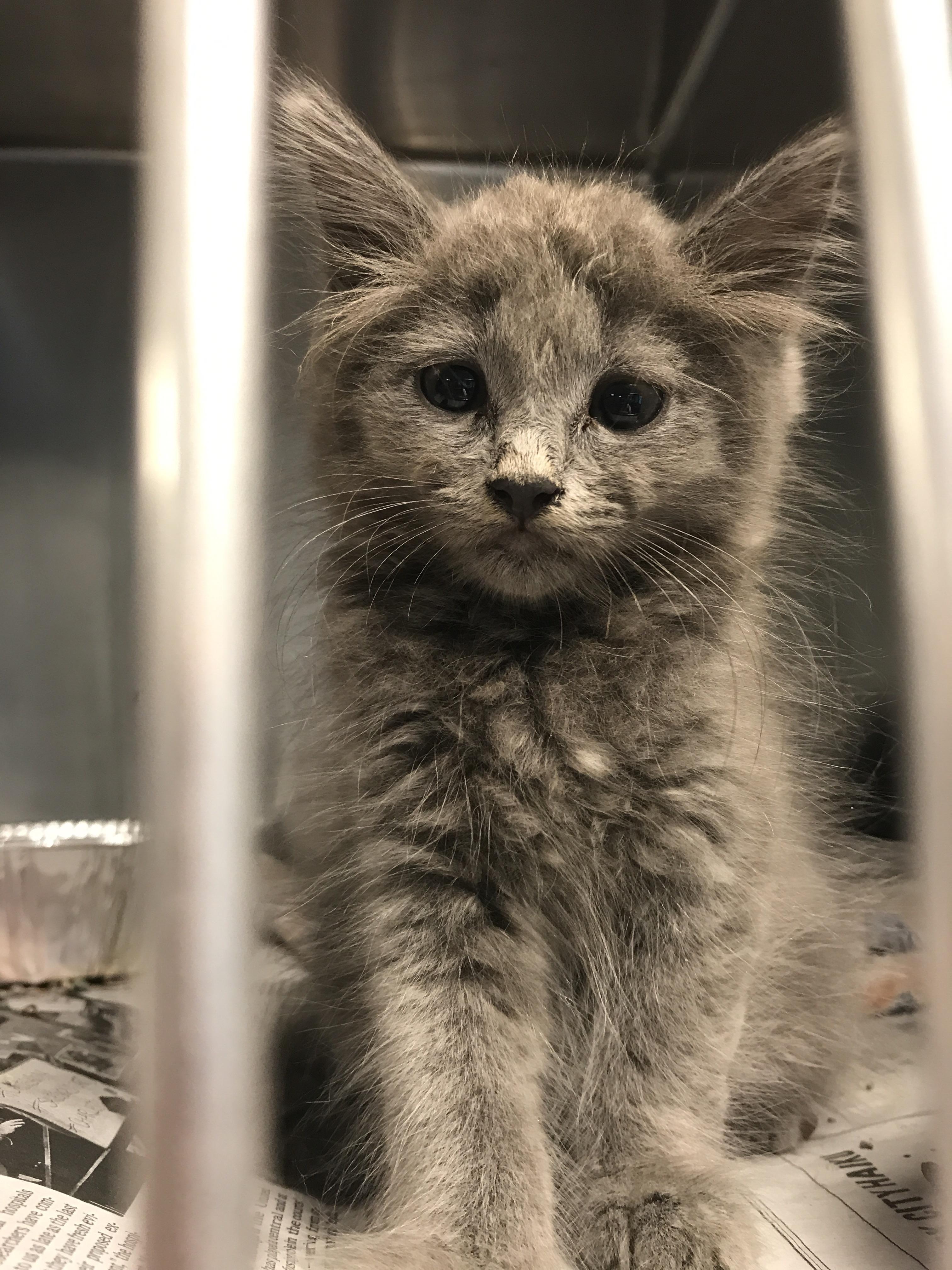 I adopted this little baby today. I get to pick her up on Tuesday after