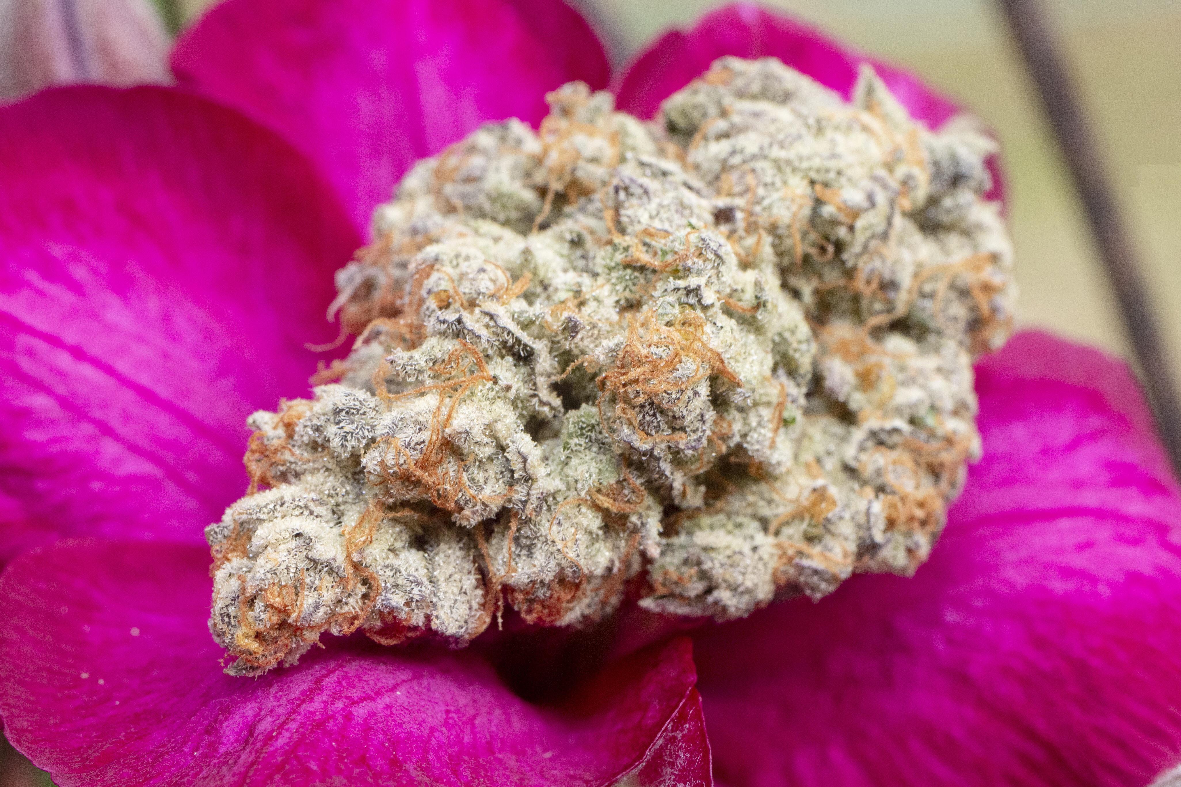 Strawberry Milk & Qookies by Night Owl Seeds. r/Autoflowers