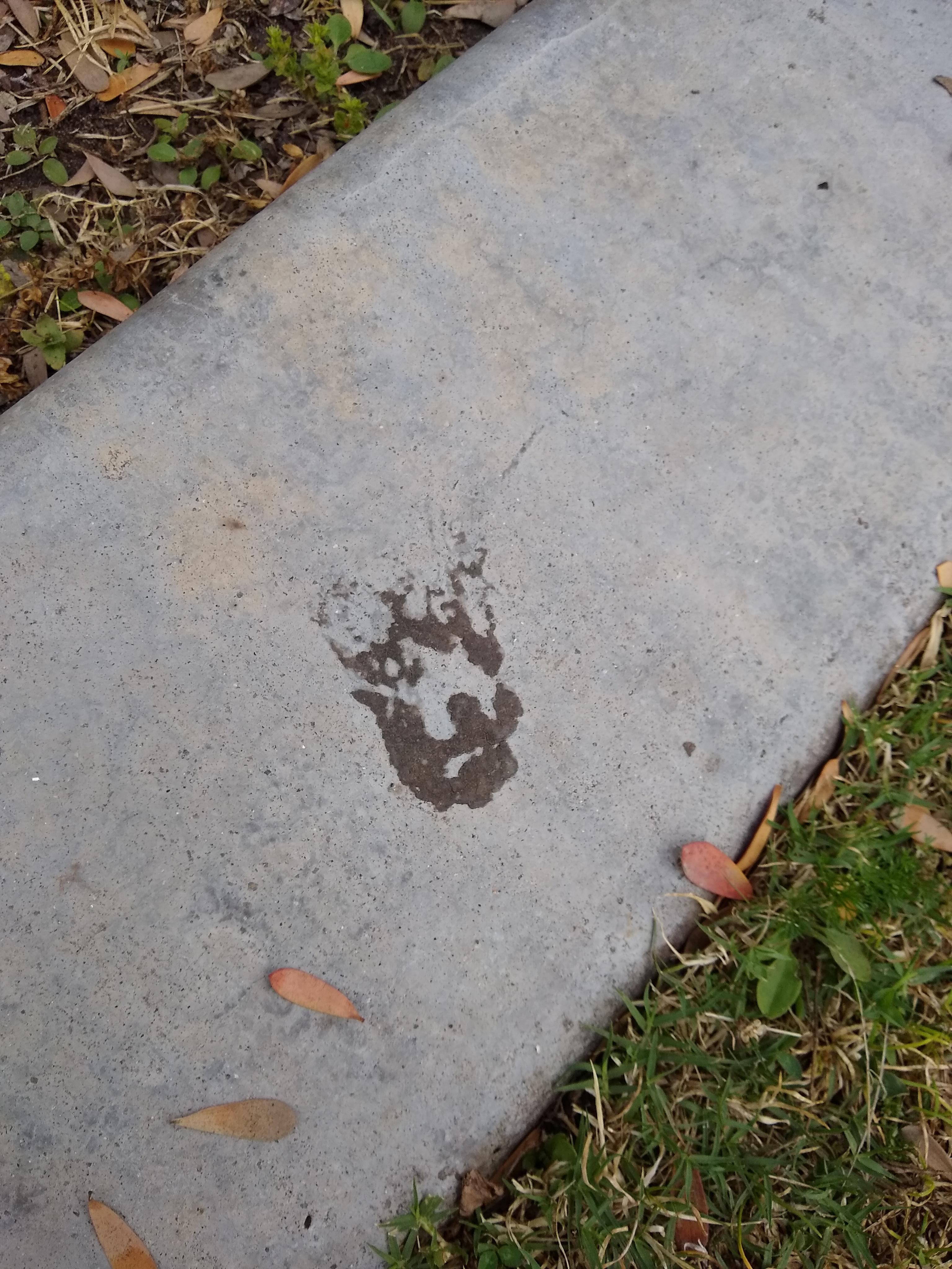 Water on this cement looks vaguely like a dog r/Pareidolia