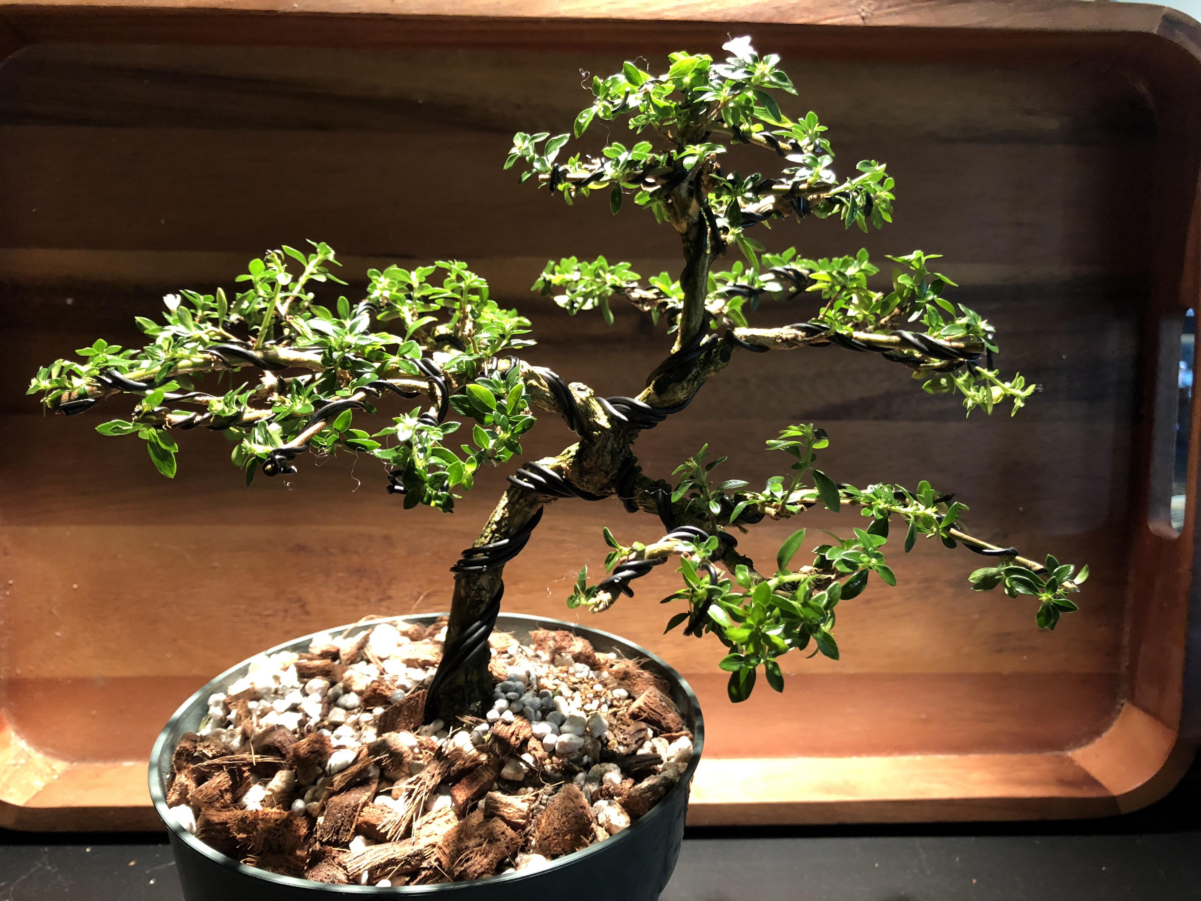 Wired Serissa Foetida r/Bonsai