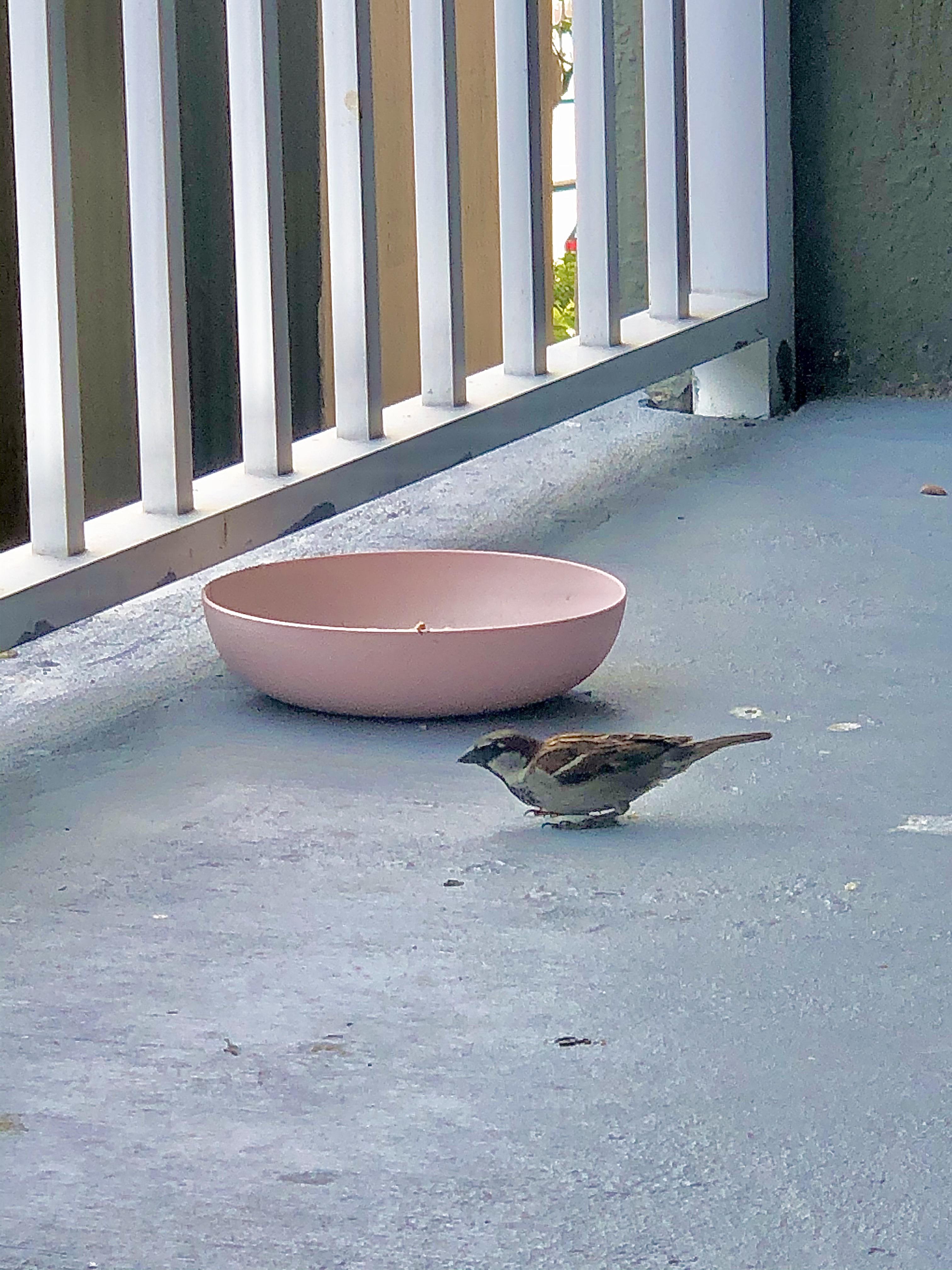 I started feeding birds on my balcony in south Florida. I love this guy. What is he? r