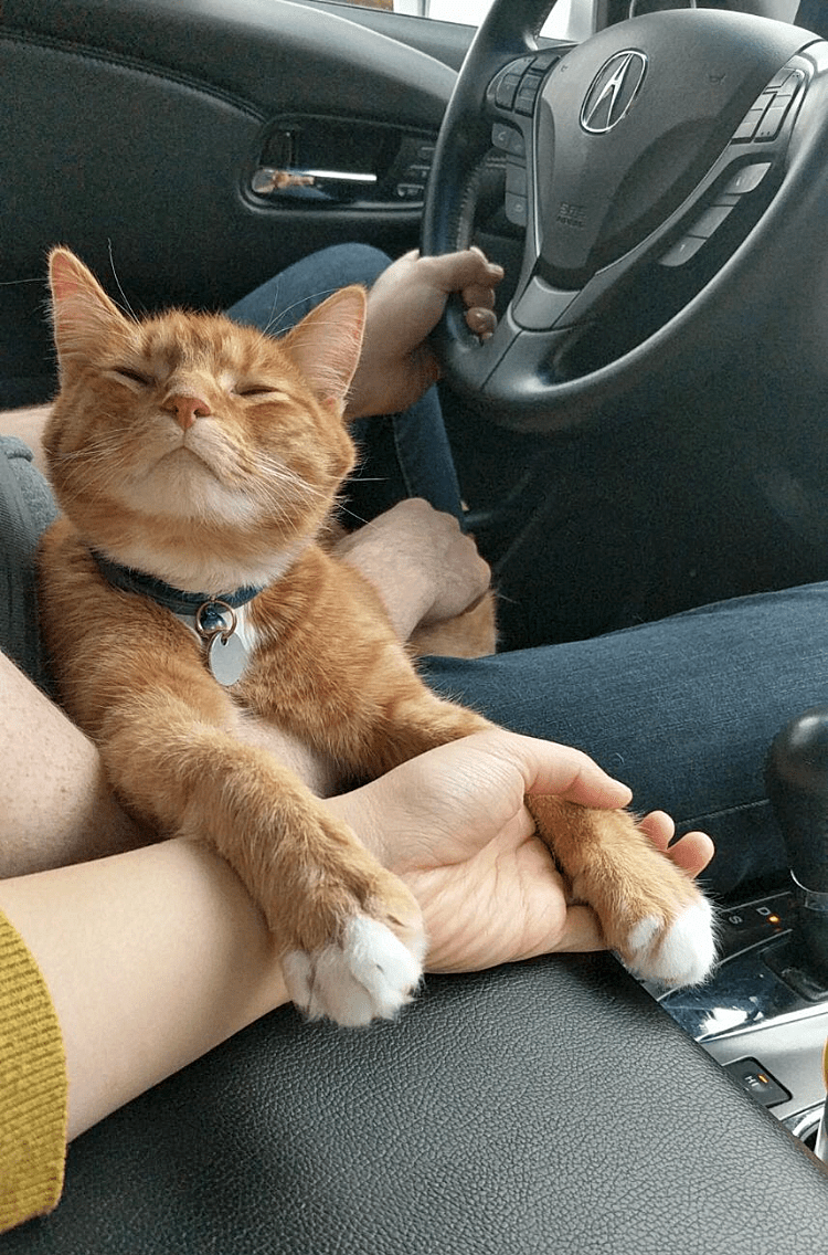 Who knew cats can make such great travel companions? Basil, on our trip