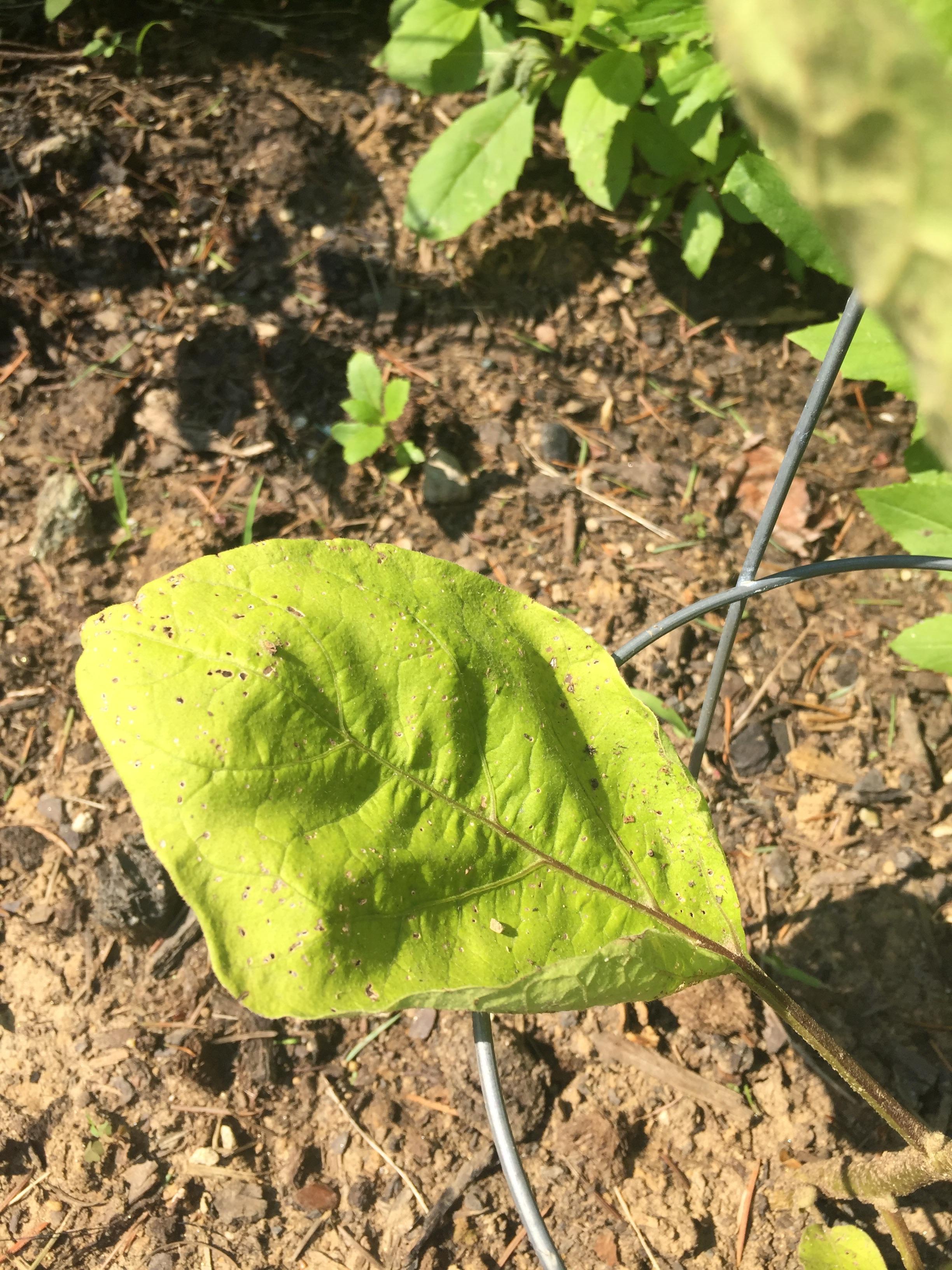 My eggplant looks unhappy. Any thoughts? Yellowing leaves and tiny holes. I haven’t seen any