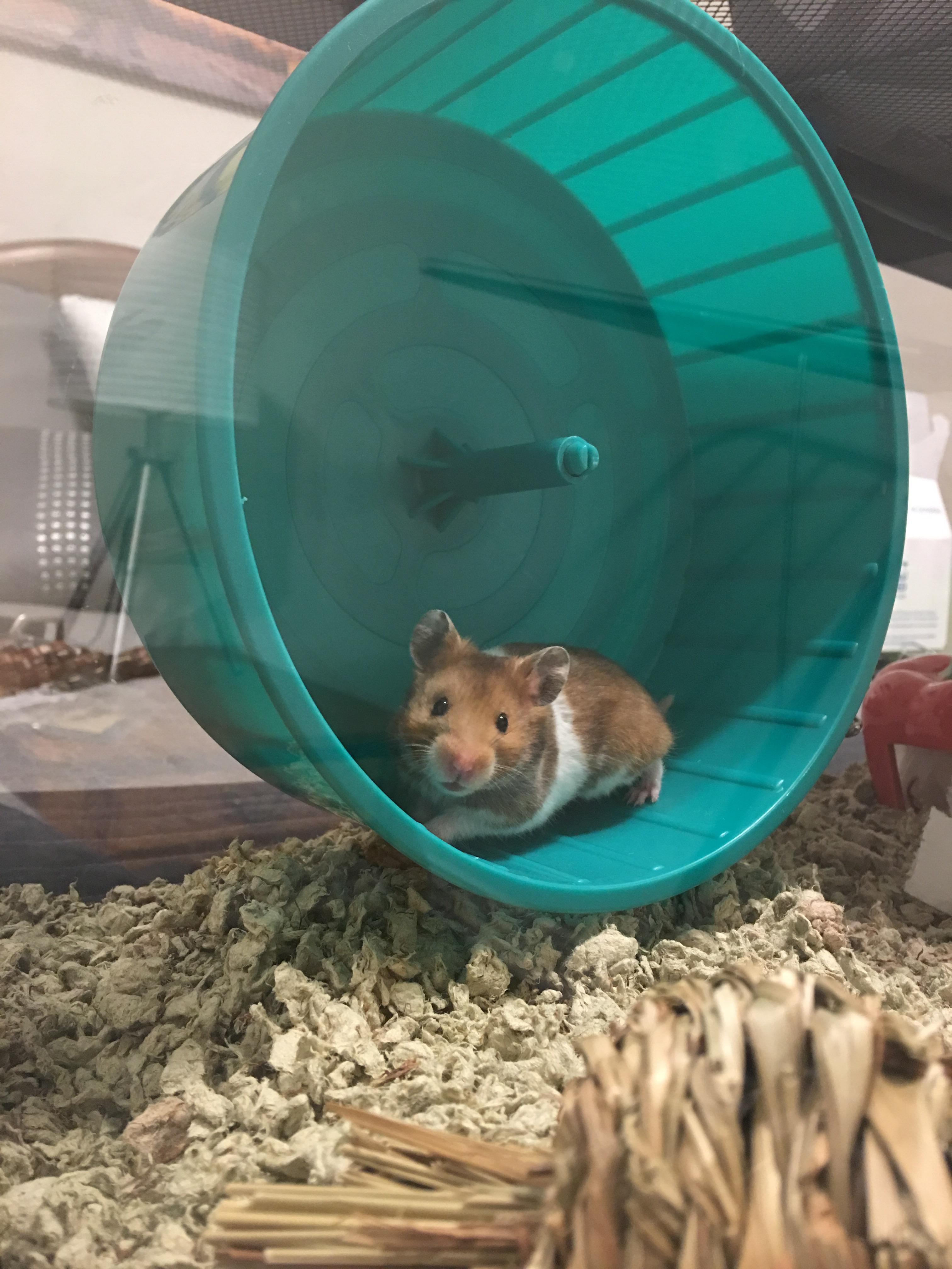 Meet my new ham, Beans! r/hamsters