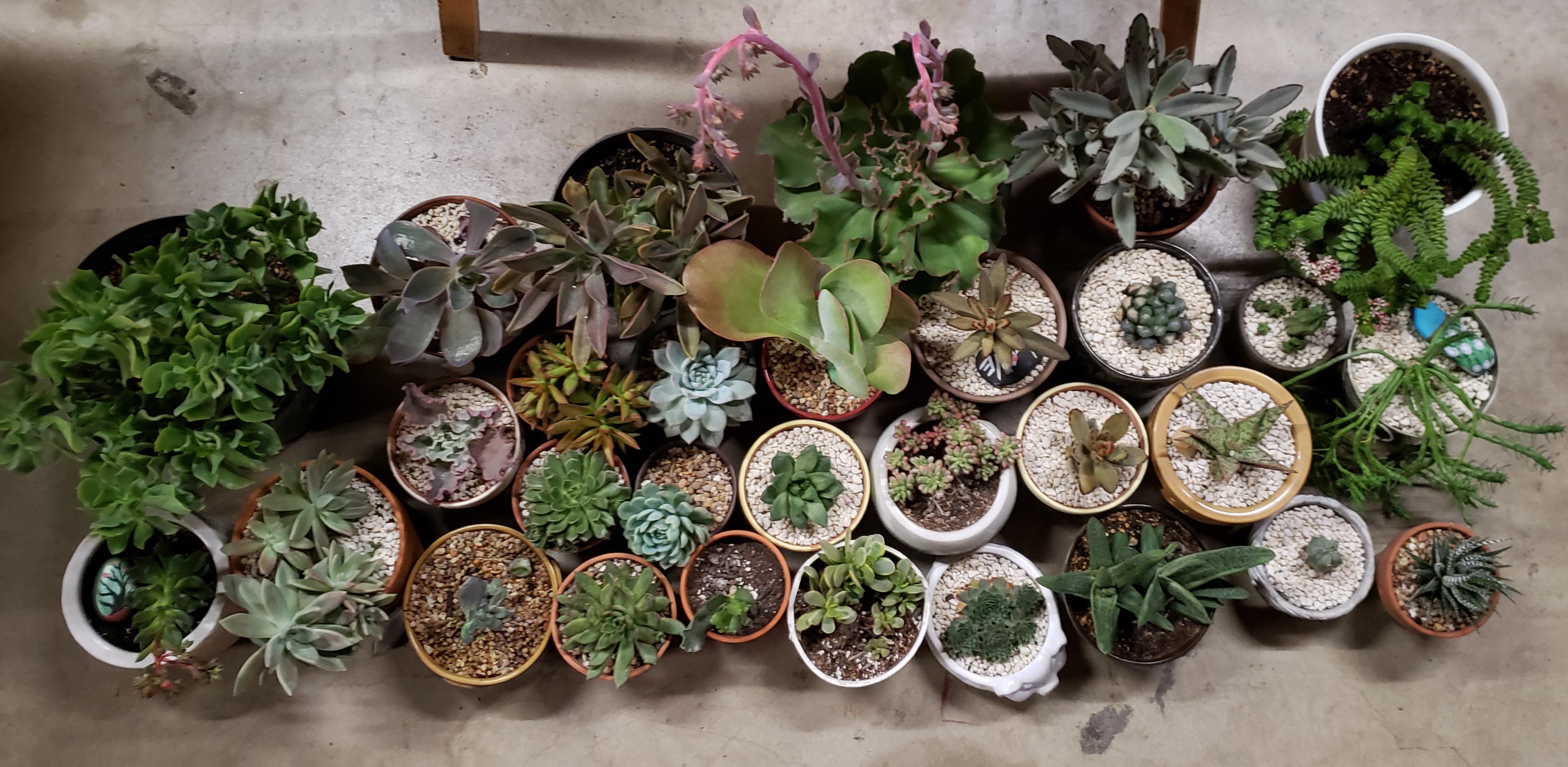 Found a guy on Facebook Marketplace getting rid of all these succulents