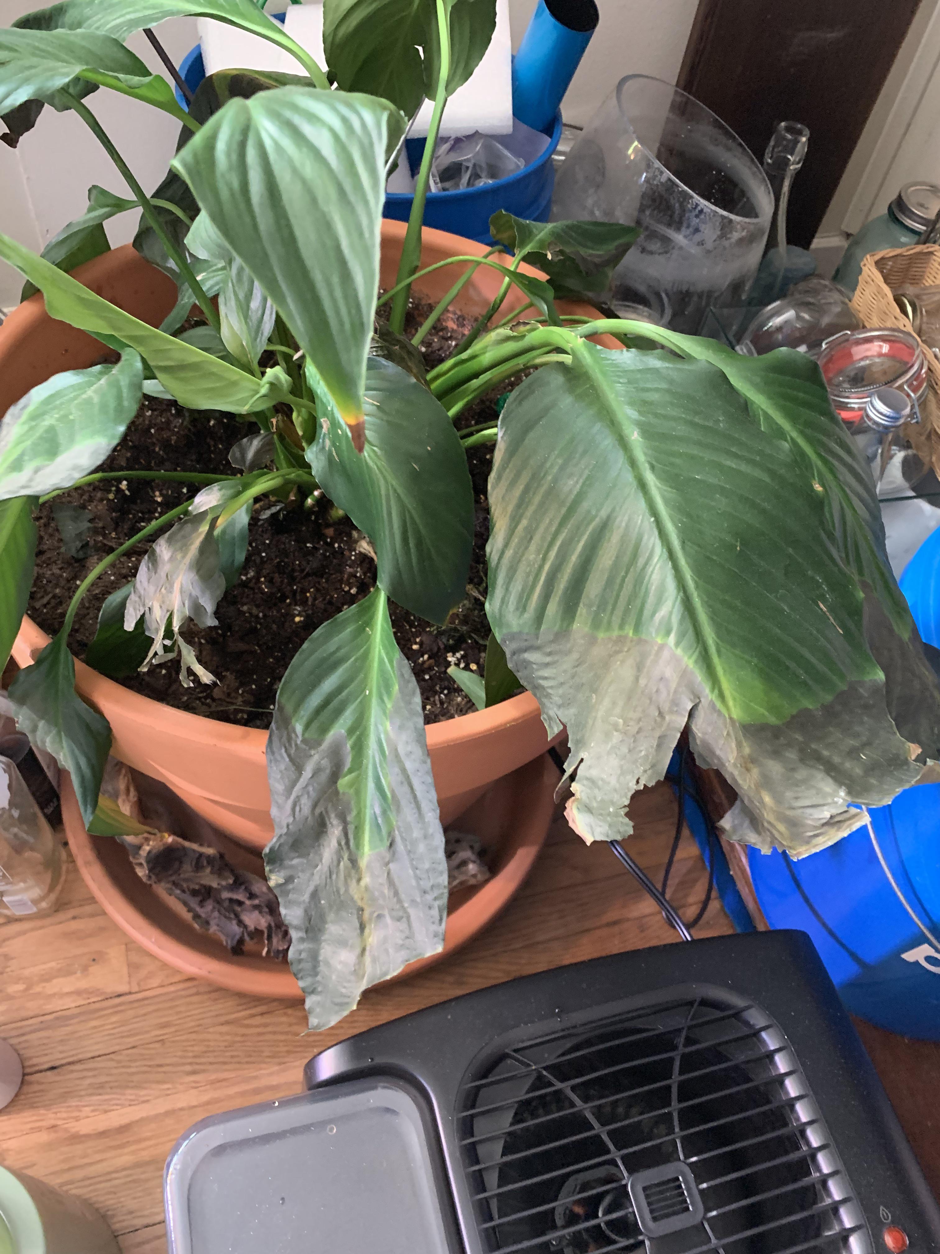 Why are the leaves turning black on my peace lily? r/plantclinic