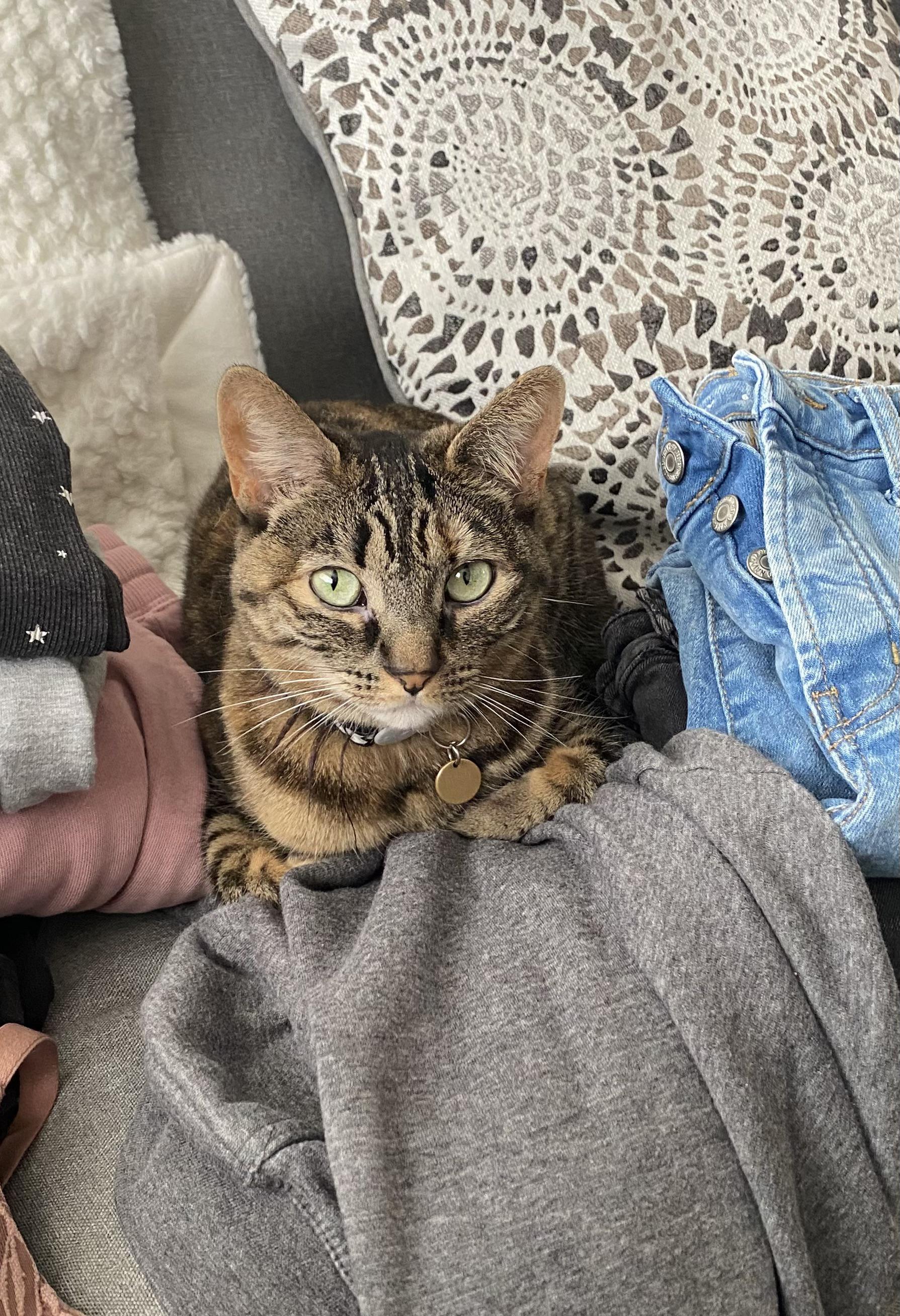 She loves laundry day r/cats
