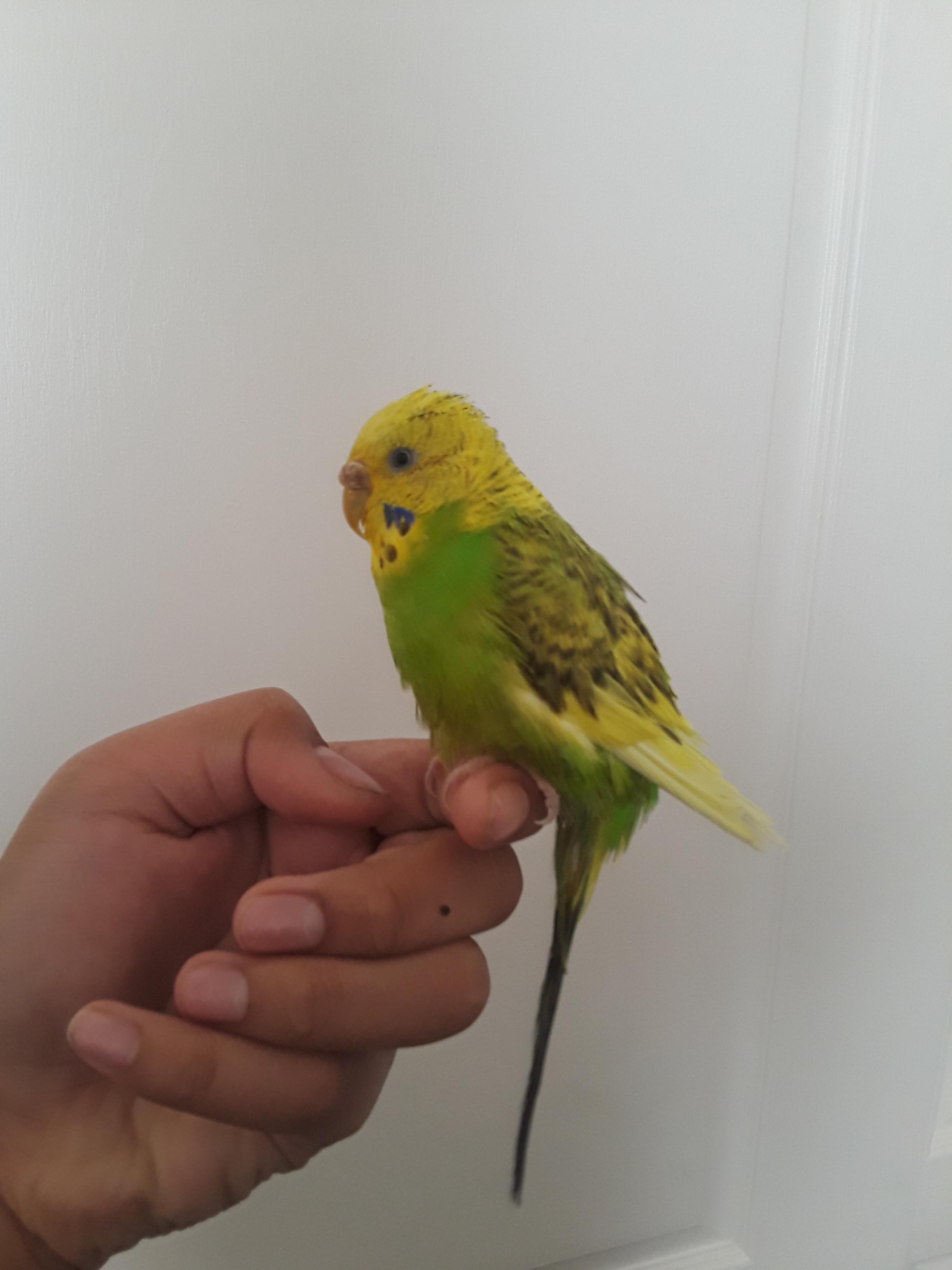 He is breathing really fast and puffing up ehat do I do. r/parrots