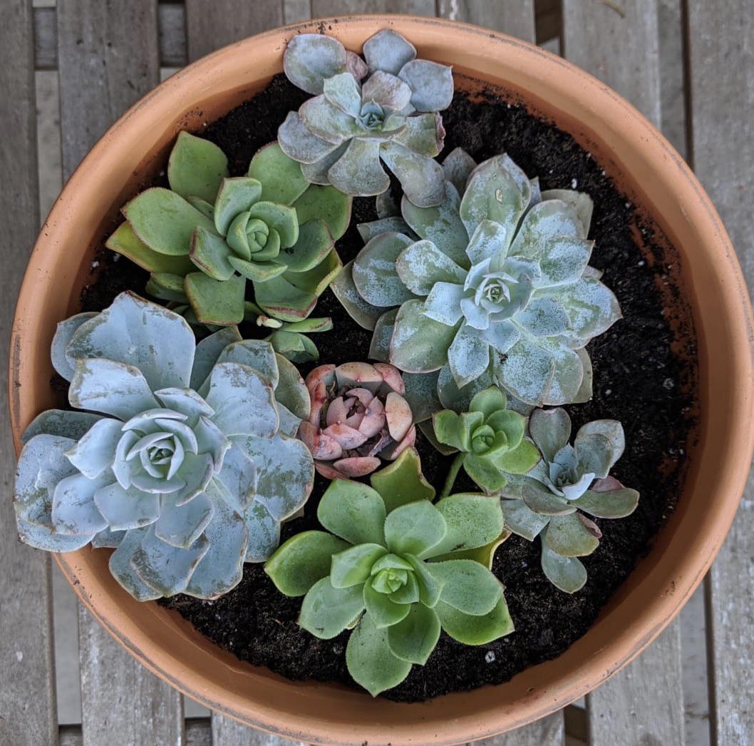 Today I potted all the succulents from my wedding bouquet. Hopefully I