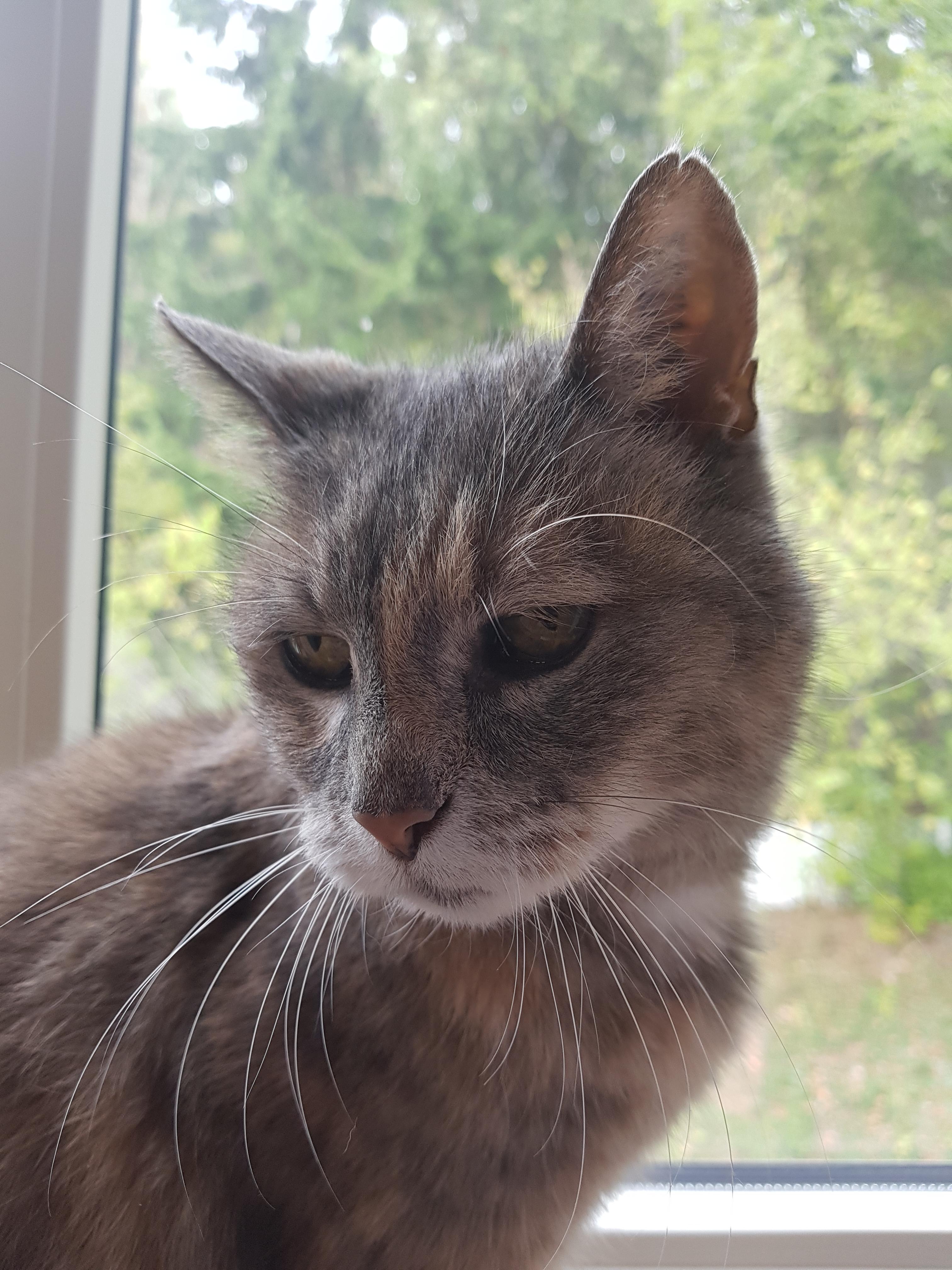 My beutiful 16 year old cat, Birka r/aww