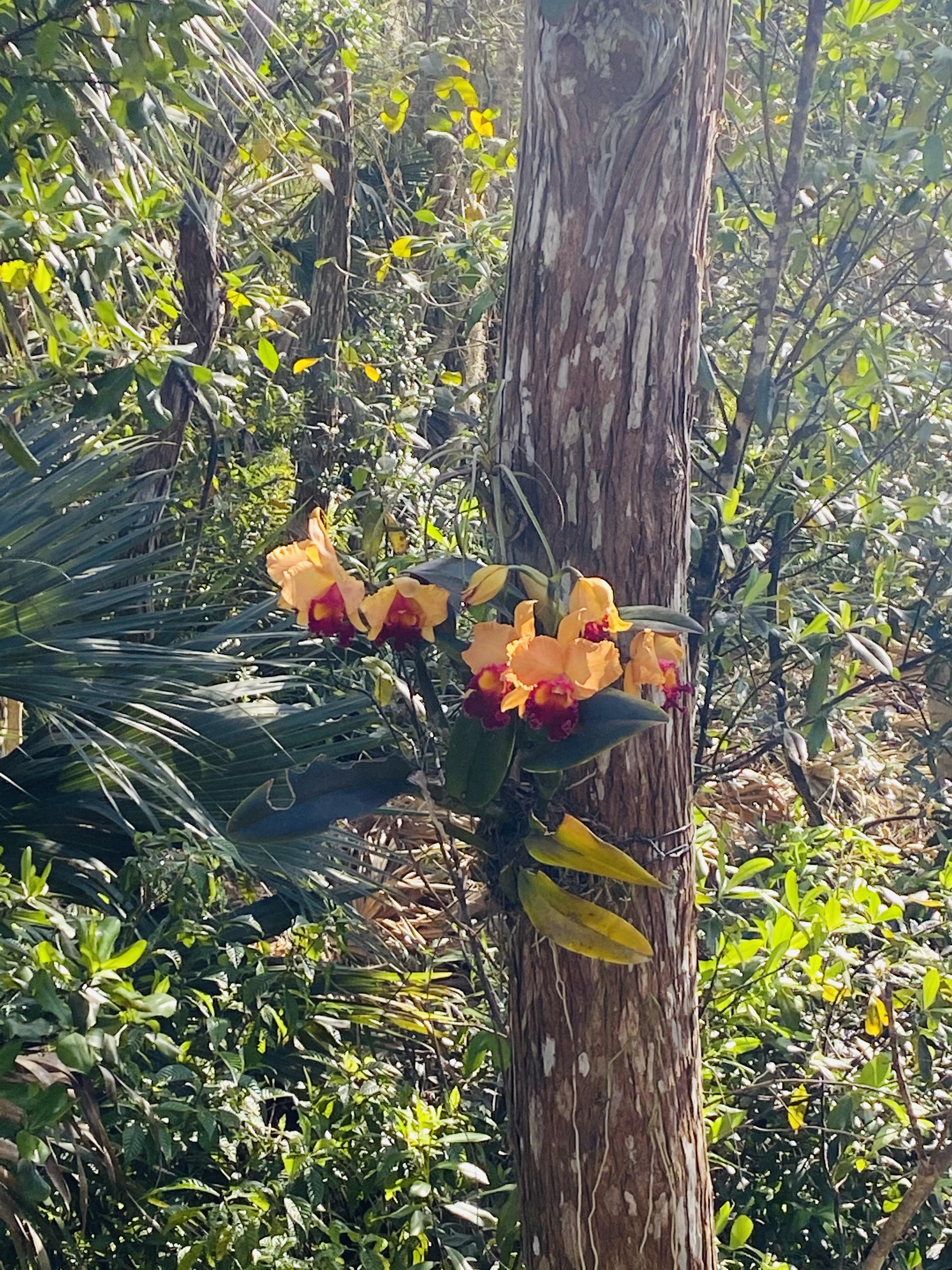 One of the most exquisite orchid blooms I’ve ever seen. They popped out