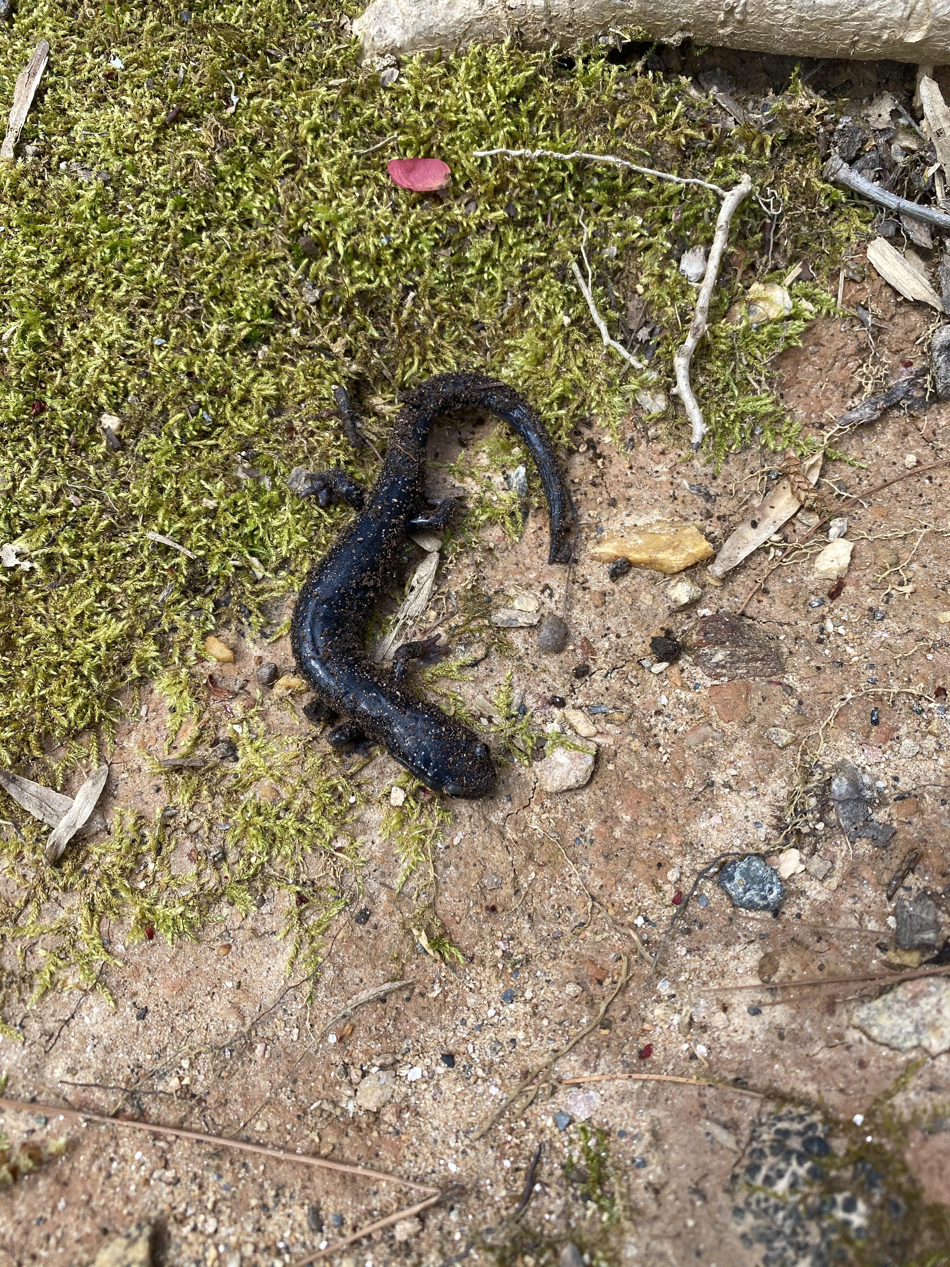 I have seen salamanders in my yard before, but never this big. Any idea