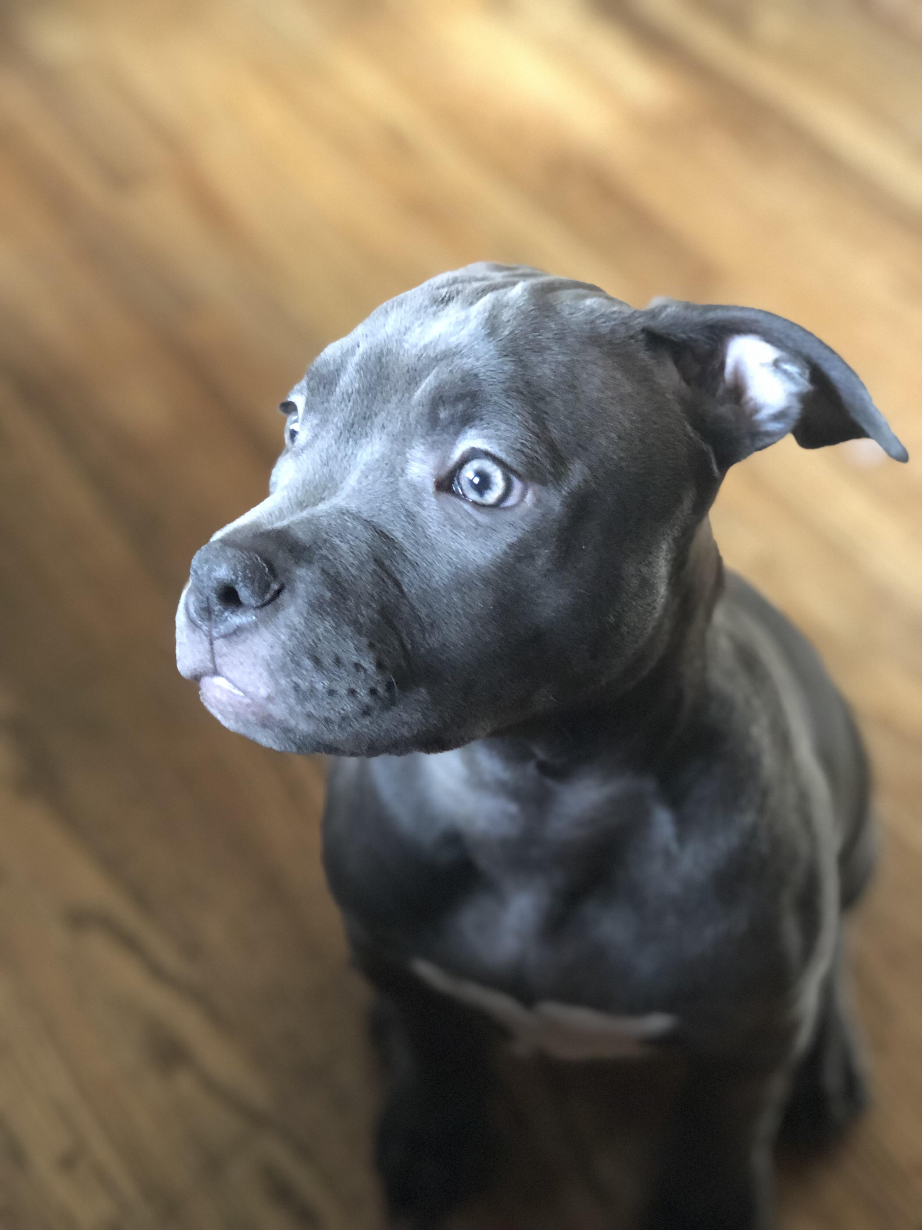 She’s so close to being a fully grey coat pure blue nose