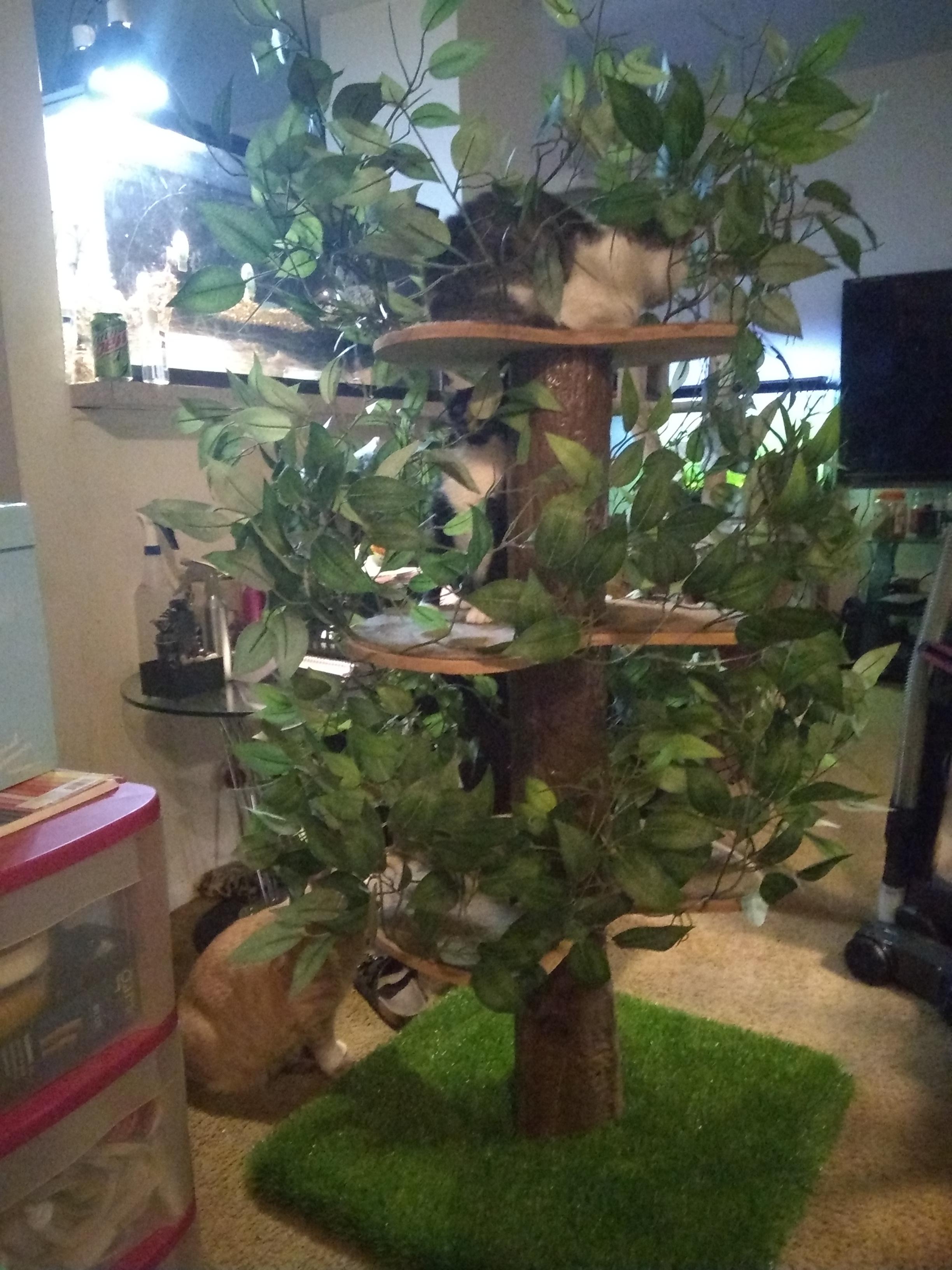 This is the best thing I ever got for my cats, they simply adore their