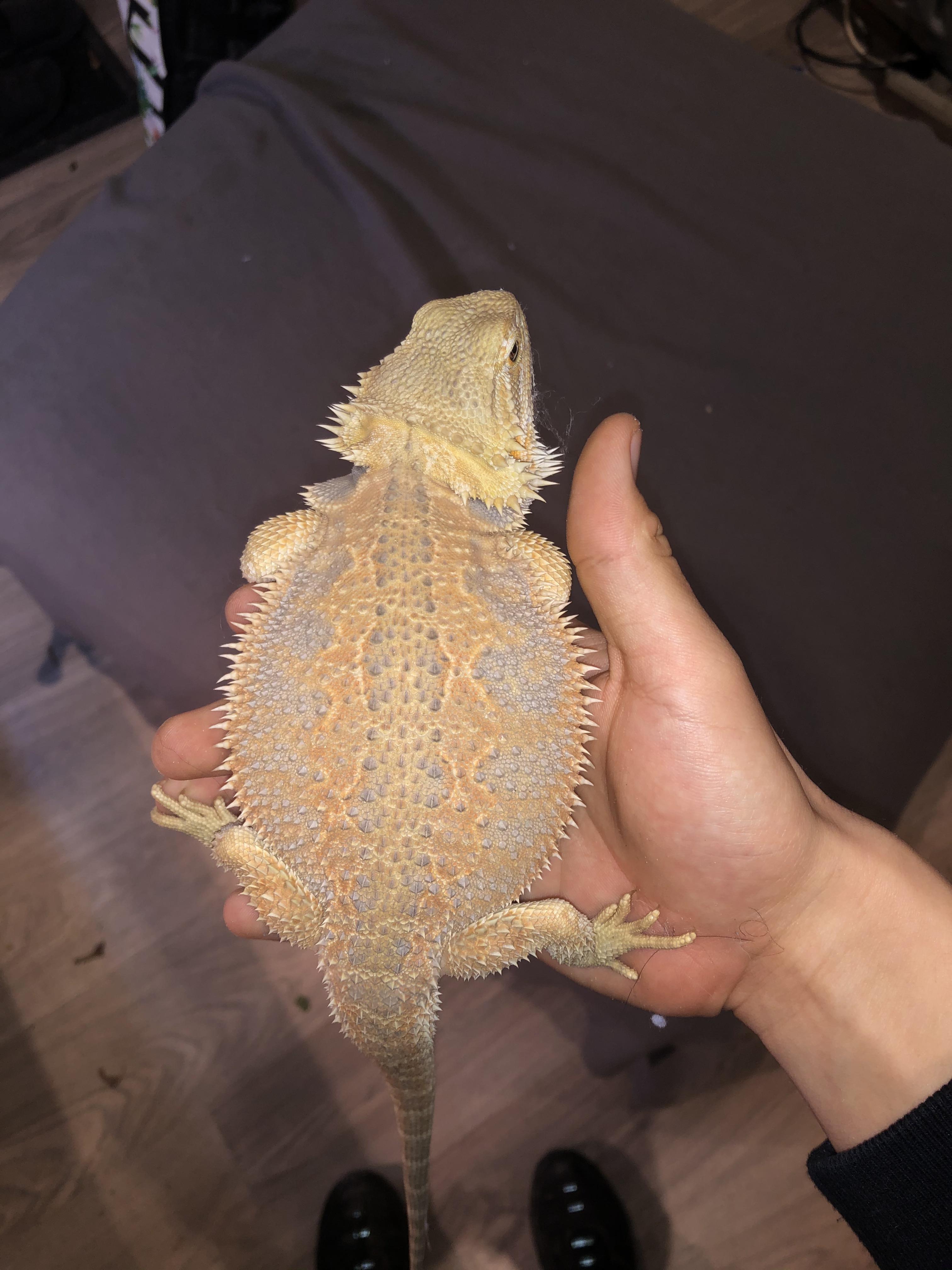 Pancake 🥞 ! r/BeardedDragons