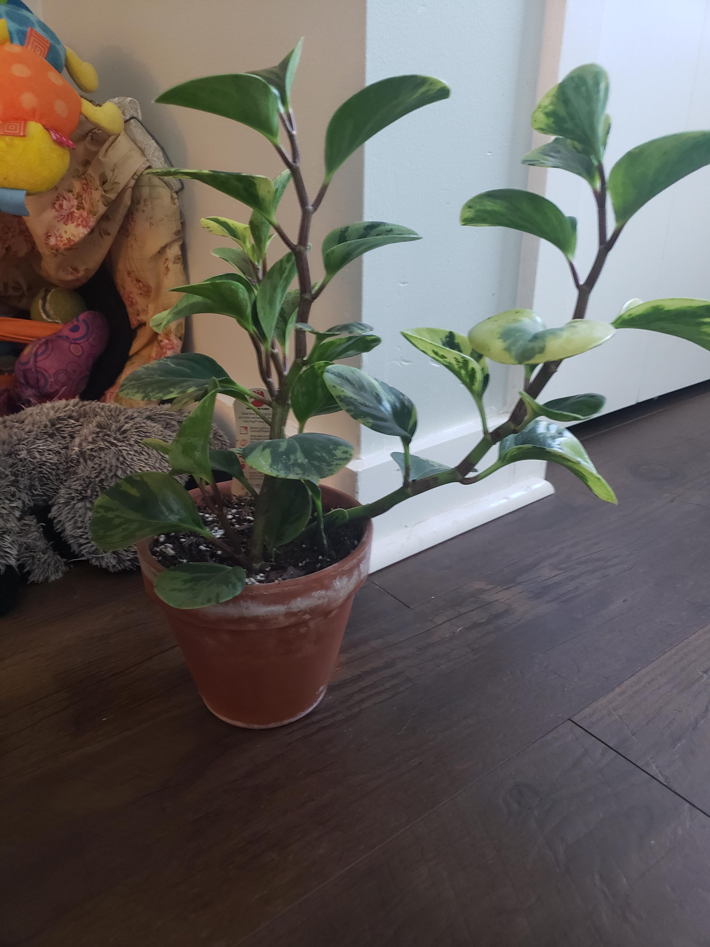 How do I get my plants to grow upwards instead of out? r/houseplants