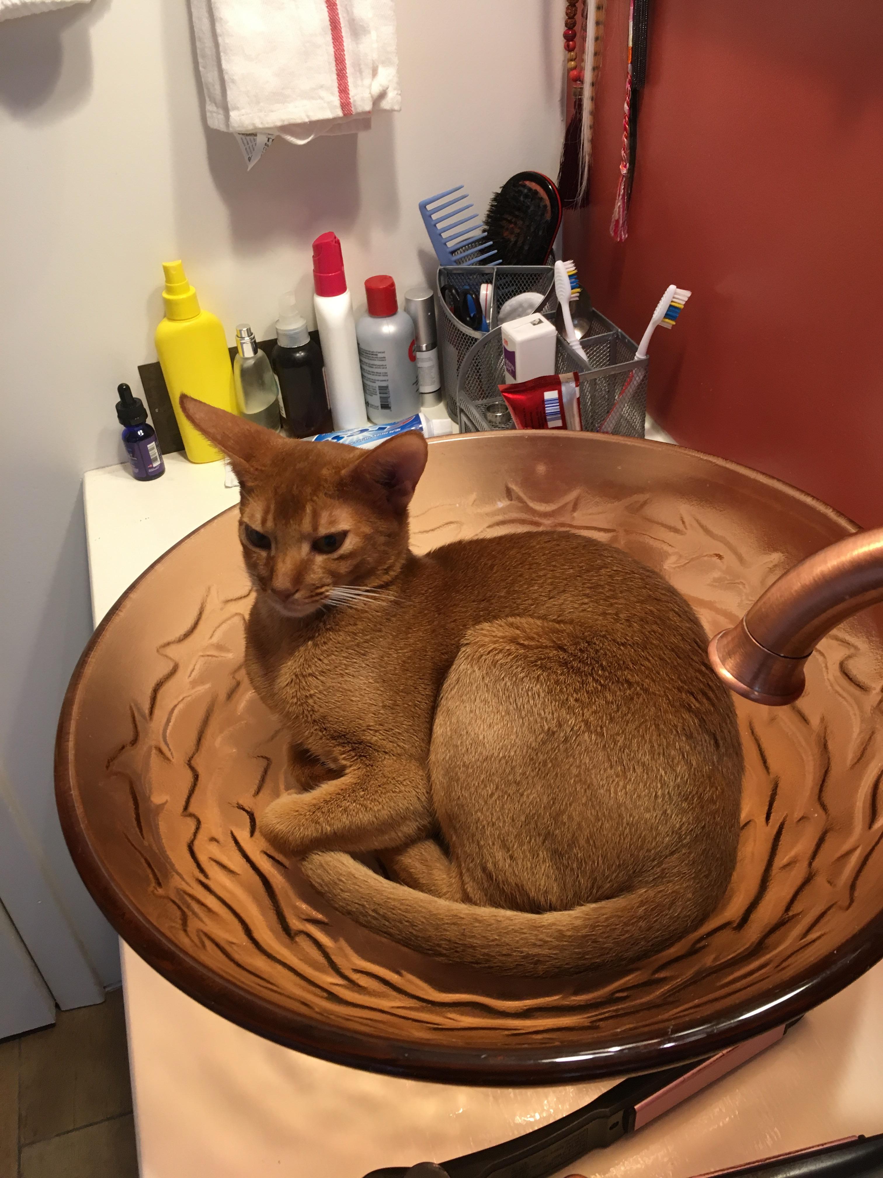 Navi the abby cat...insink CatsInSinks