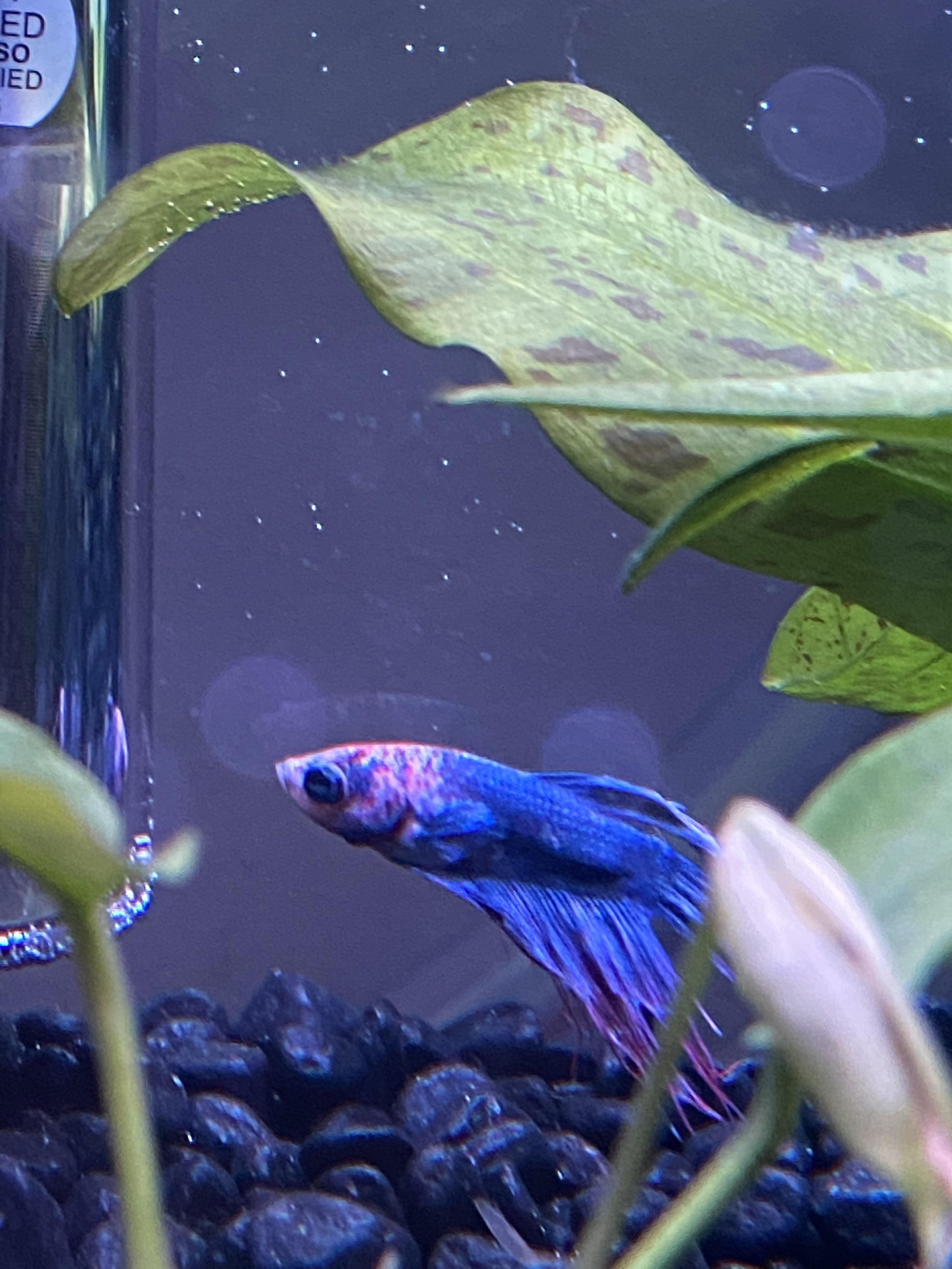 Hello this is my new betta fish he’s been sitting at the bottom on and
