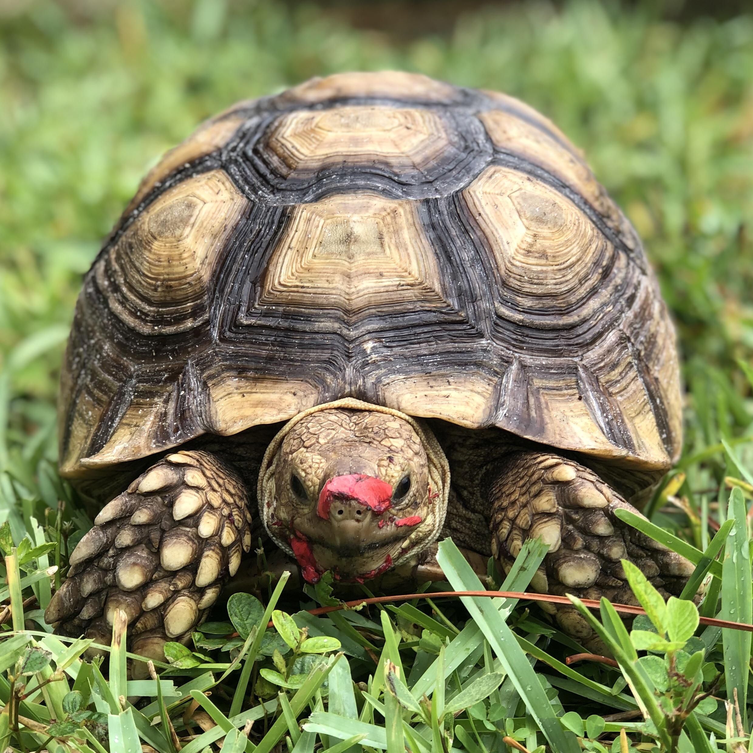 “I didn’t eat any hibiscus flowers, I have no idea what you’re talking