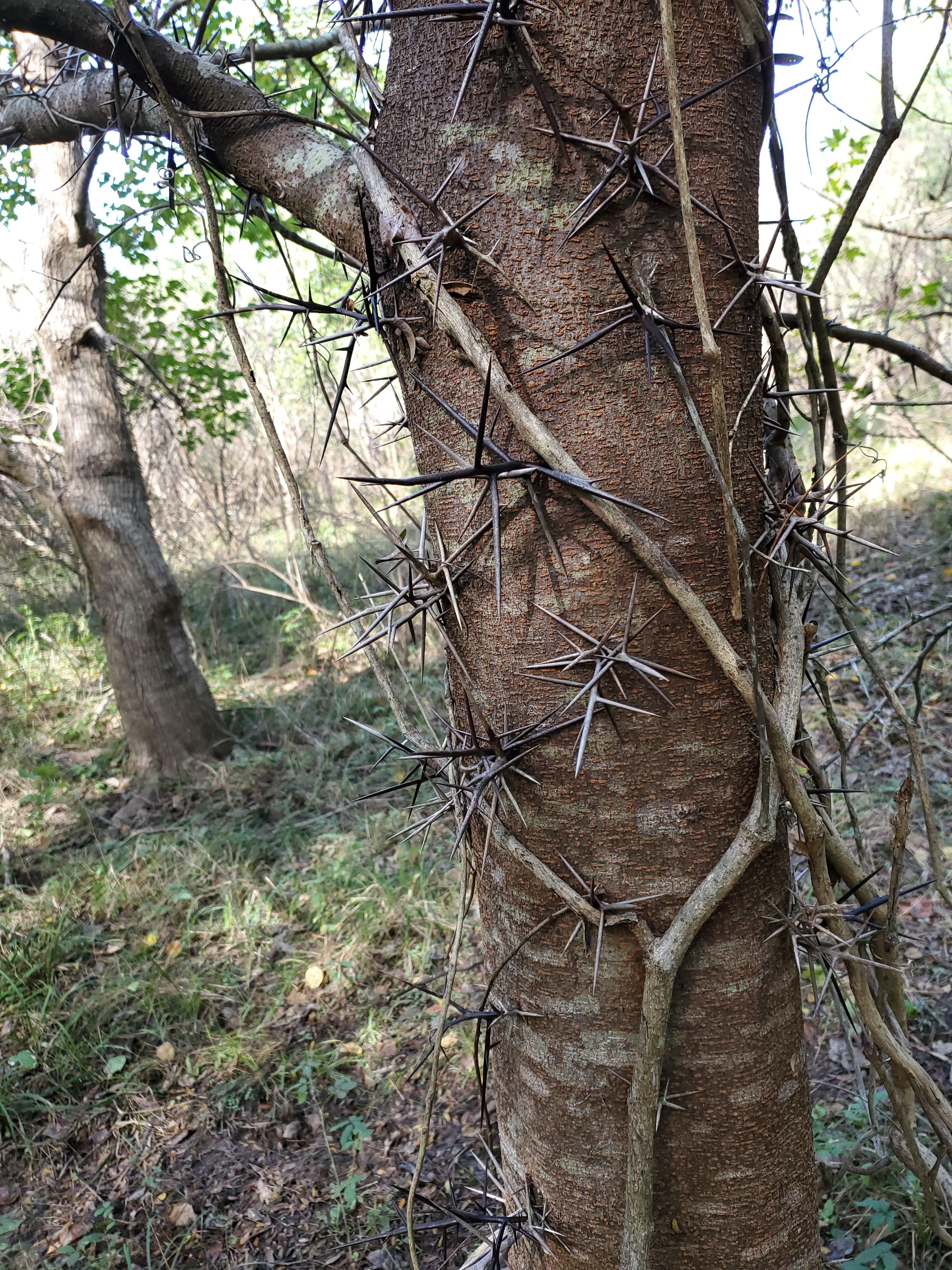 Honey Locust? I had never seen one before (I took a lot of pics today