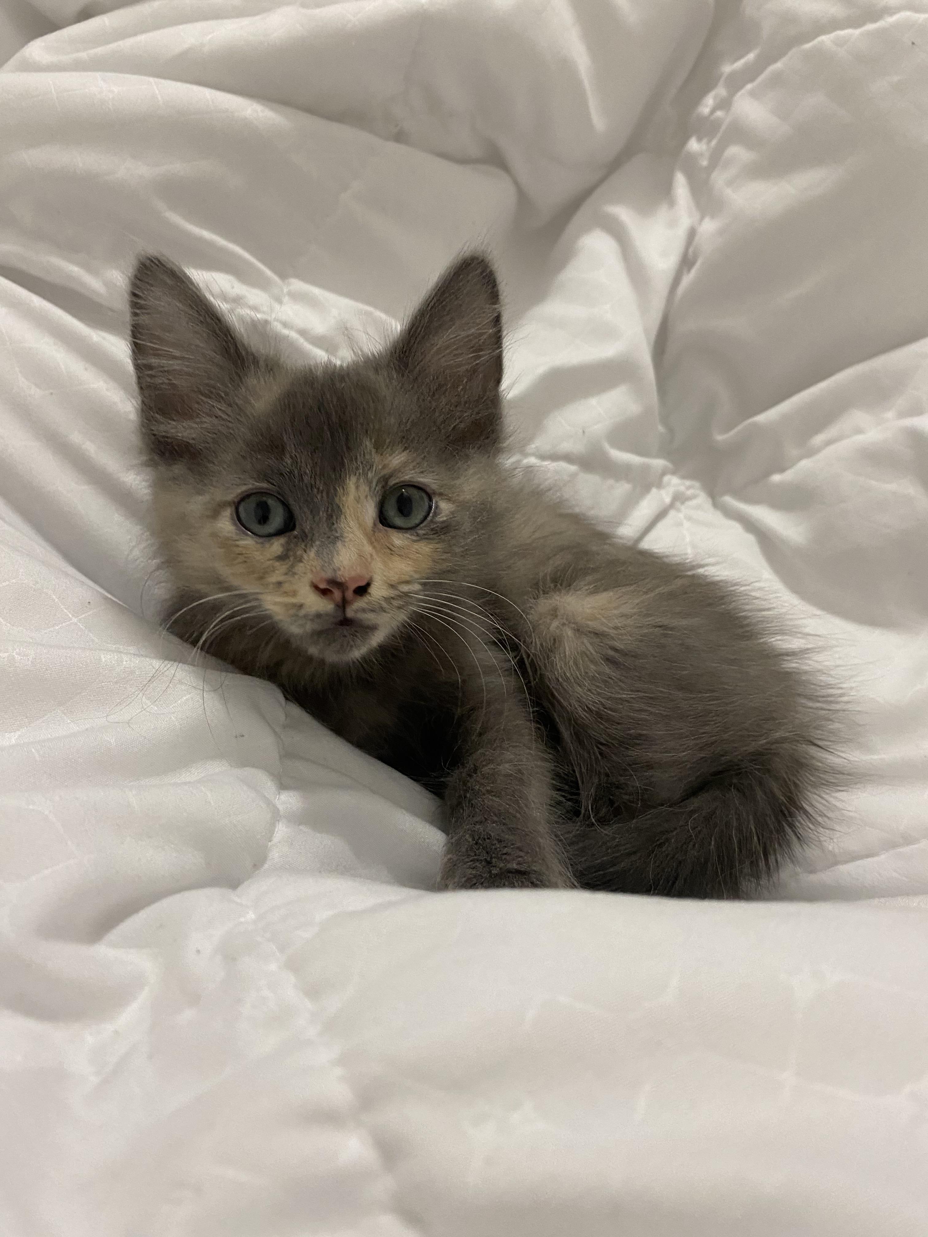 How can I introduce my adult cat to my new kitten? My cat is hissing at