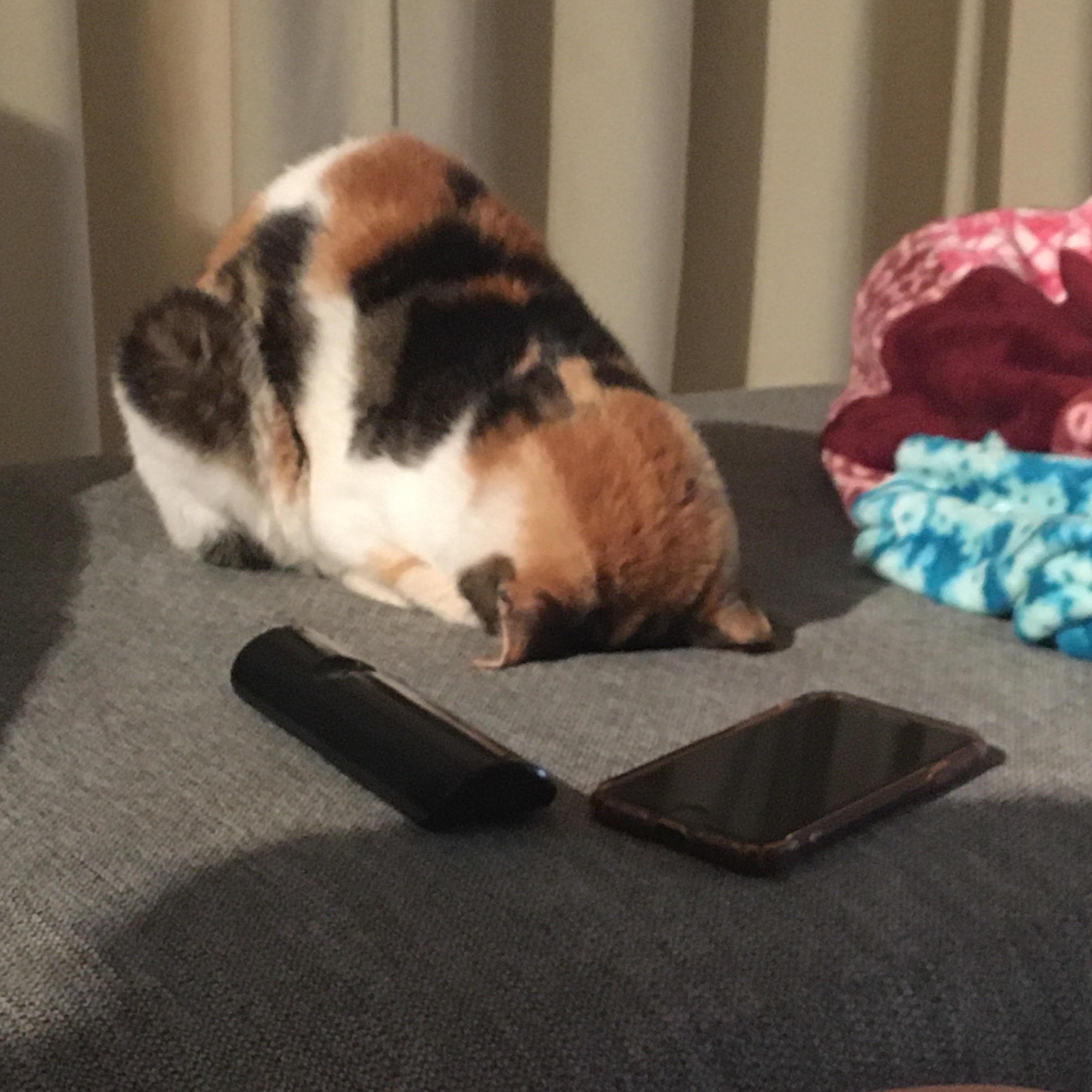 Cat faceplant! r/catfaceplant