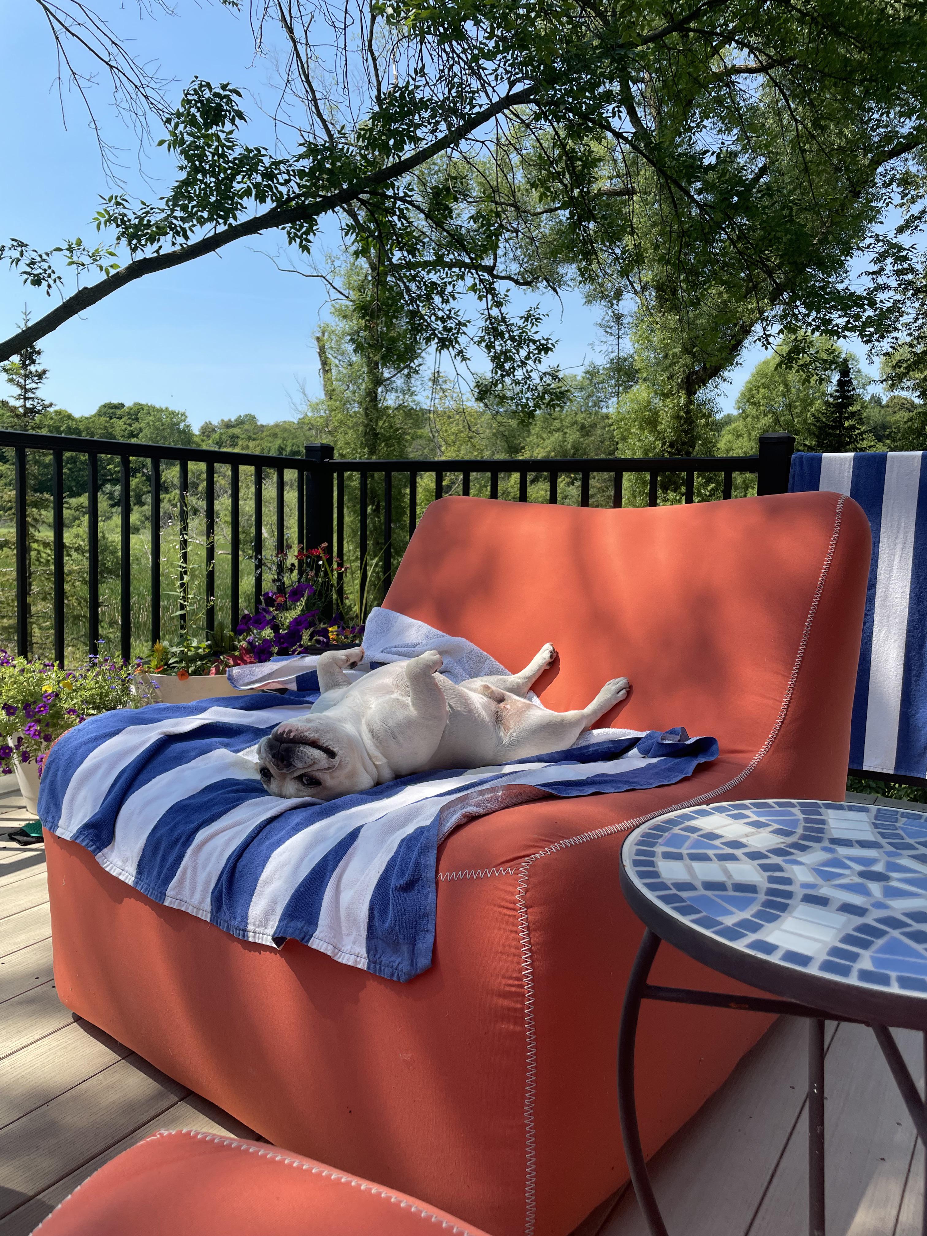 Best dog bed ever….. r/SleepingPups