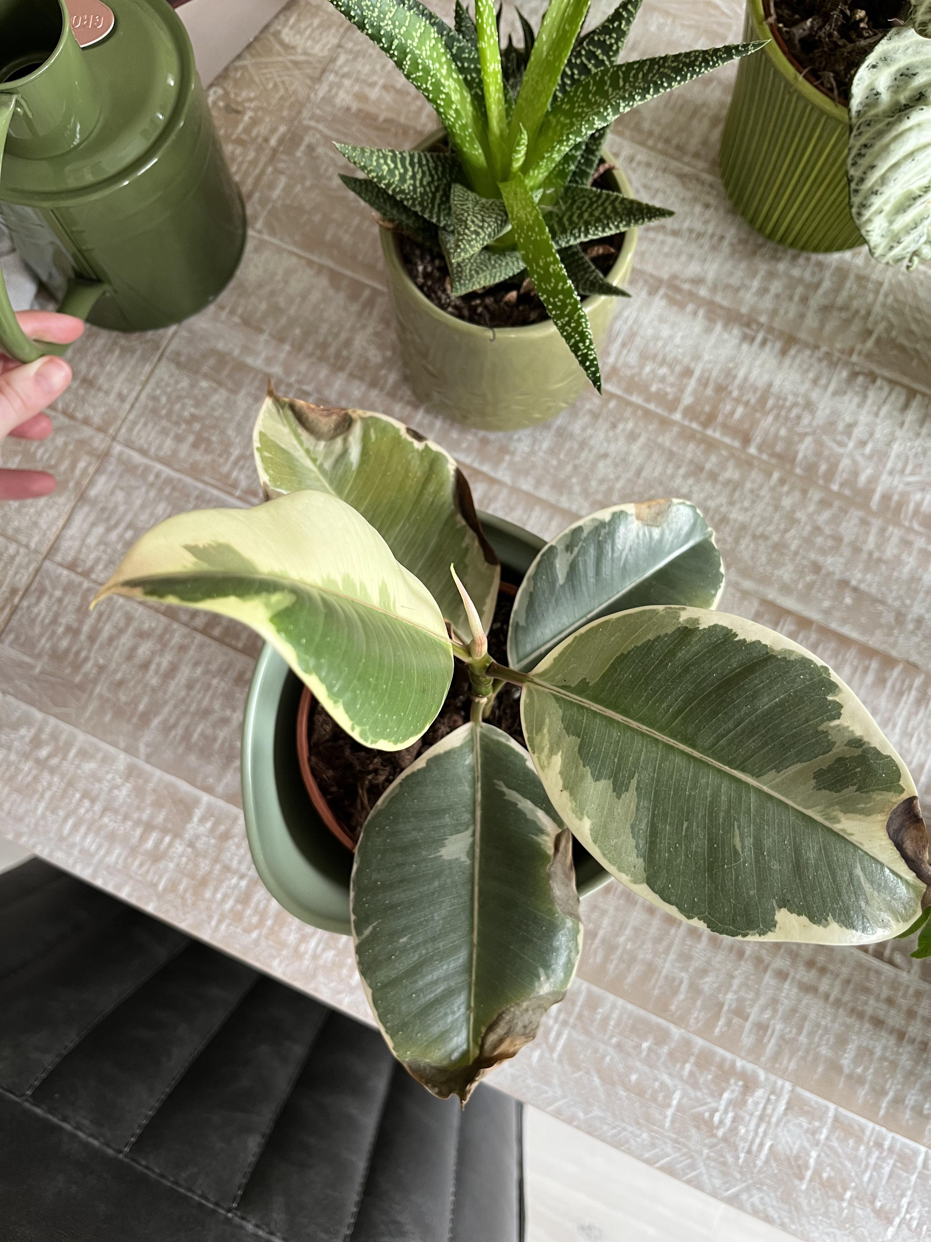 Help! Rubber plant keeps dropping leaves after going brown ( what is wrong/what can I do? r