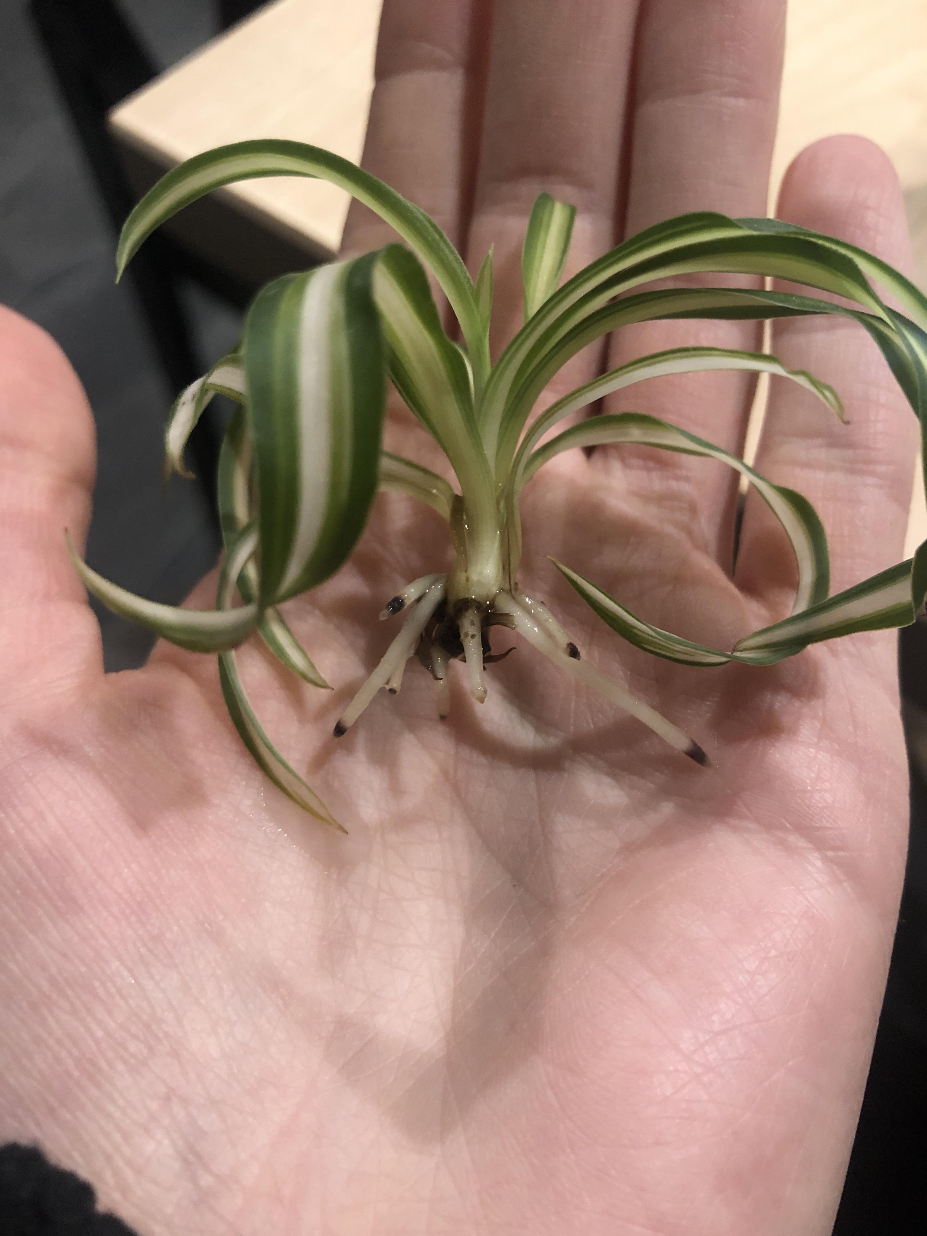 I’m rooting this baby spider plant cutting and it was growing really