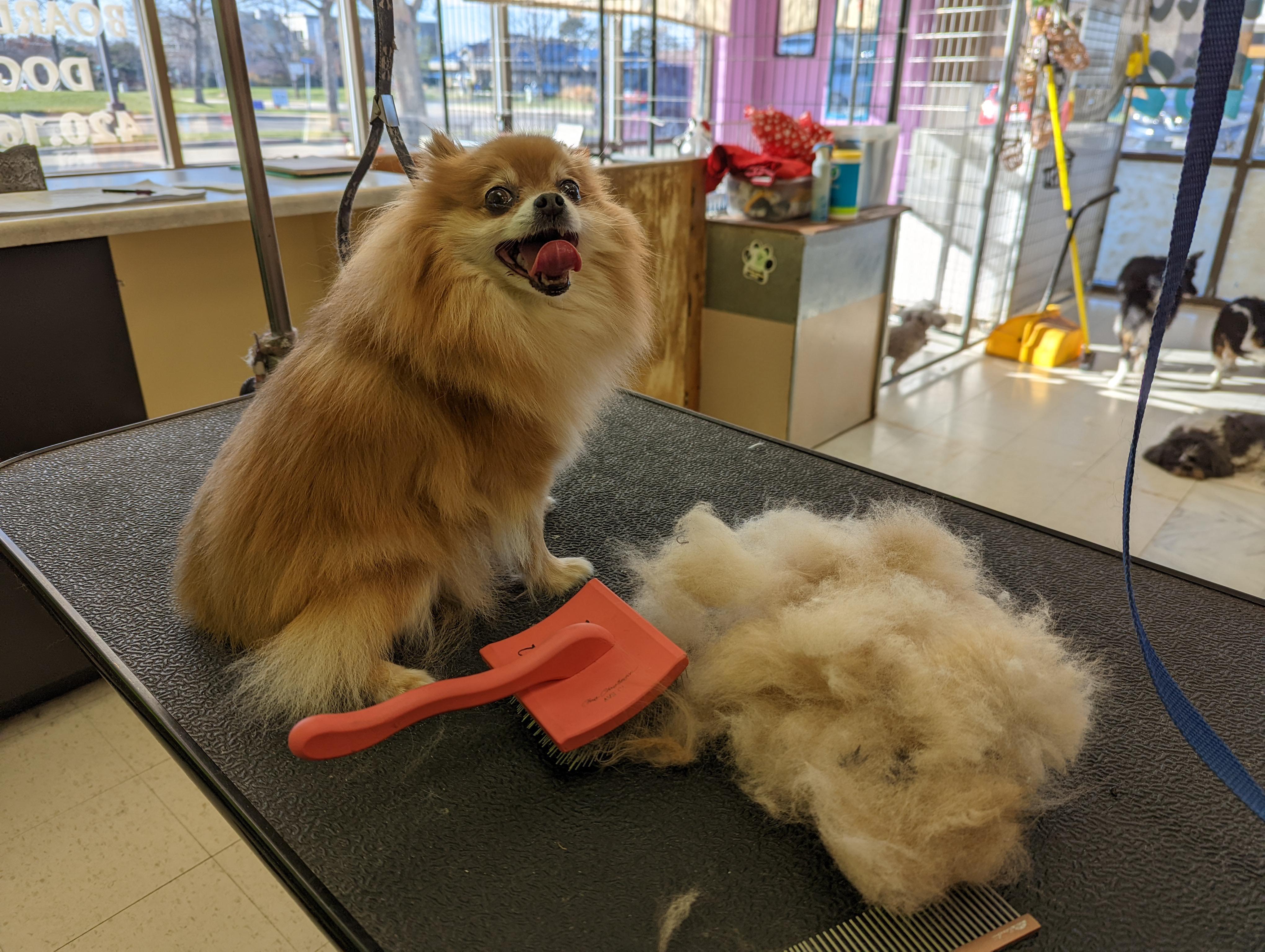 Peggy Sue and her impressive pile of undercoat. r/doggrooming