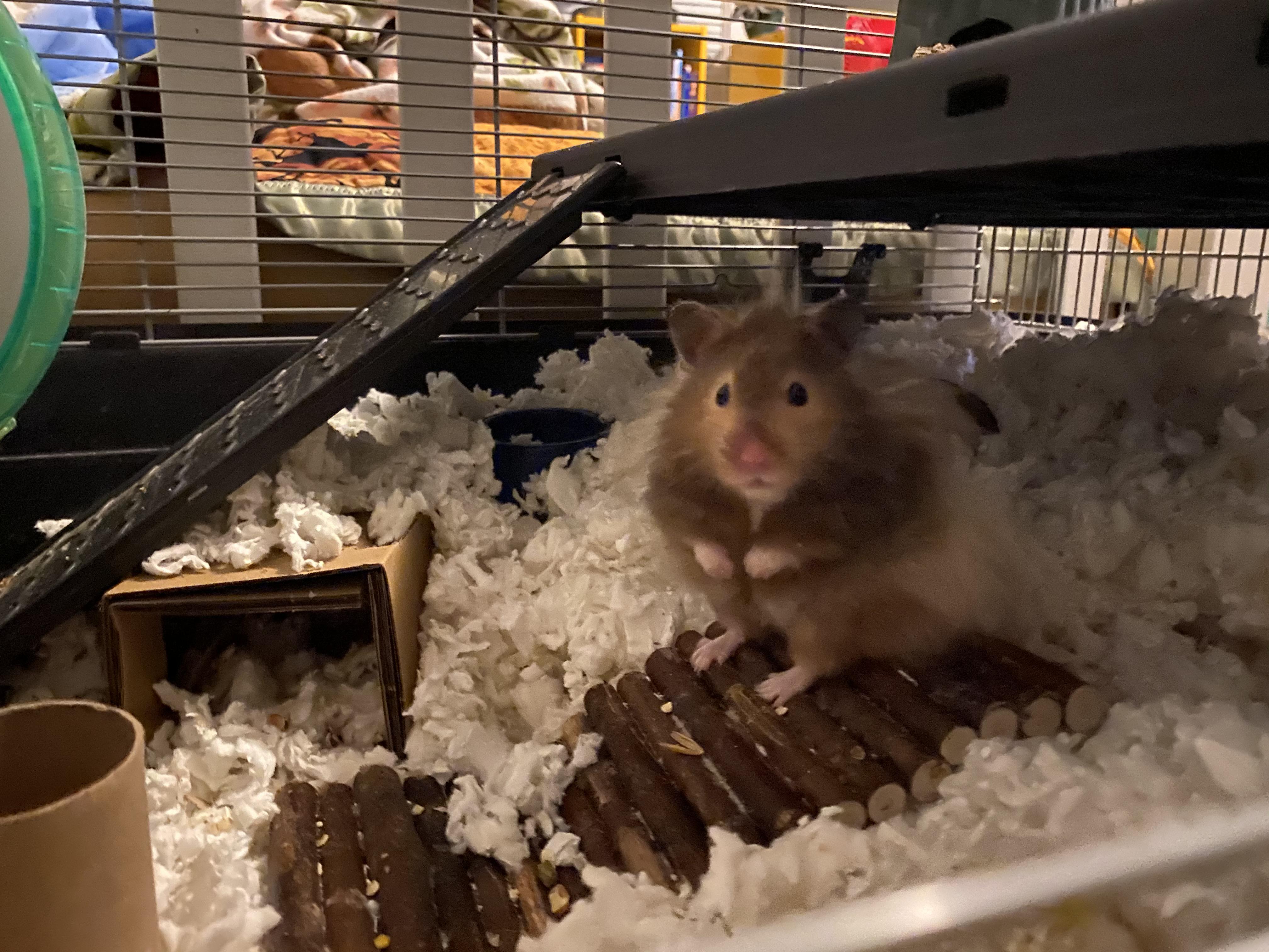bear? hamster? r/hamsters