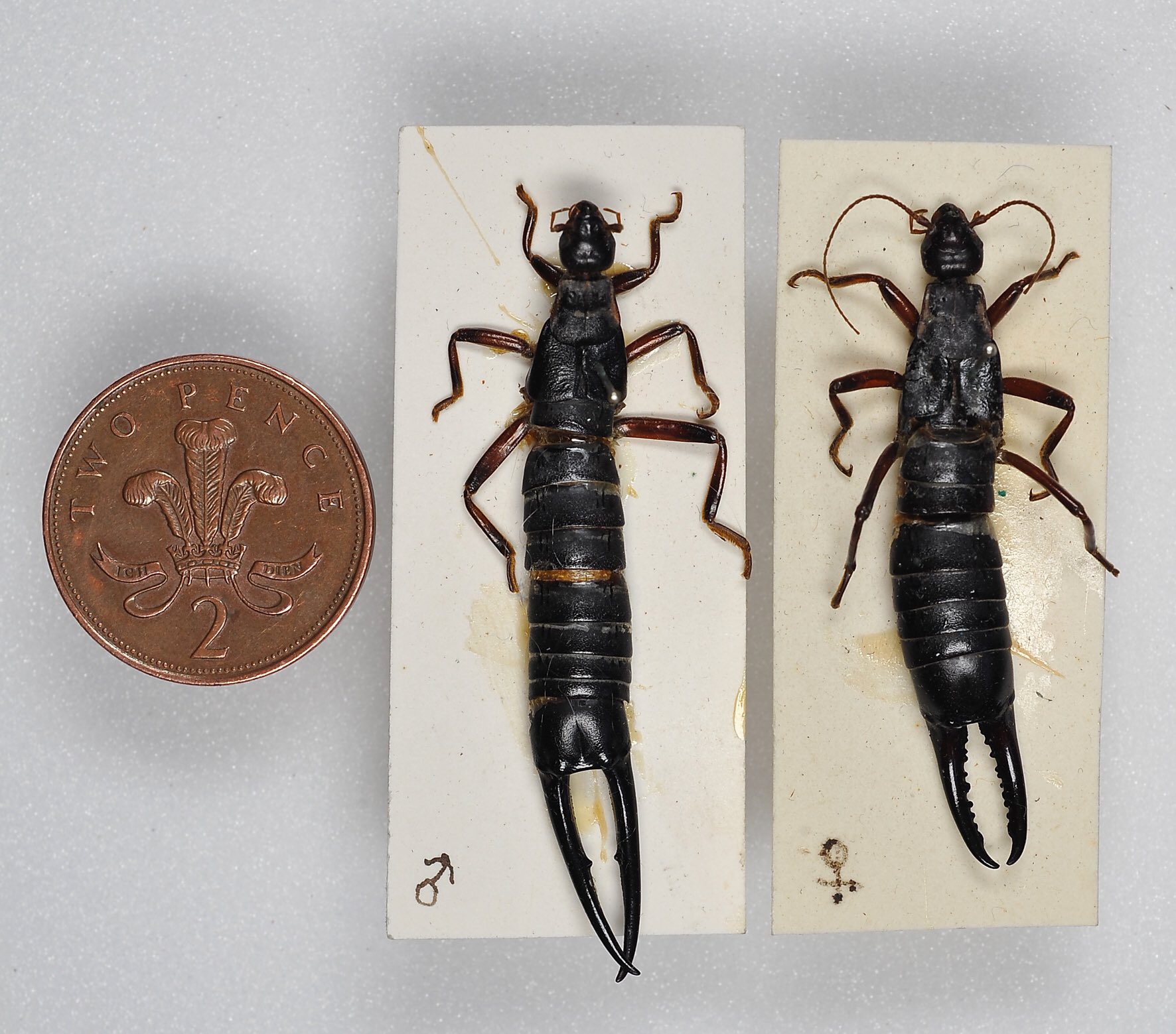 221 best Earwig images on Pholder | Whatsthisbug, Entomology and