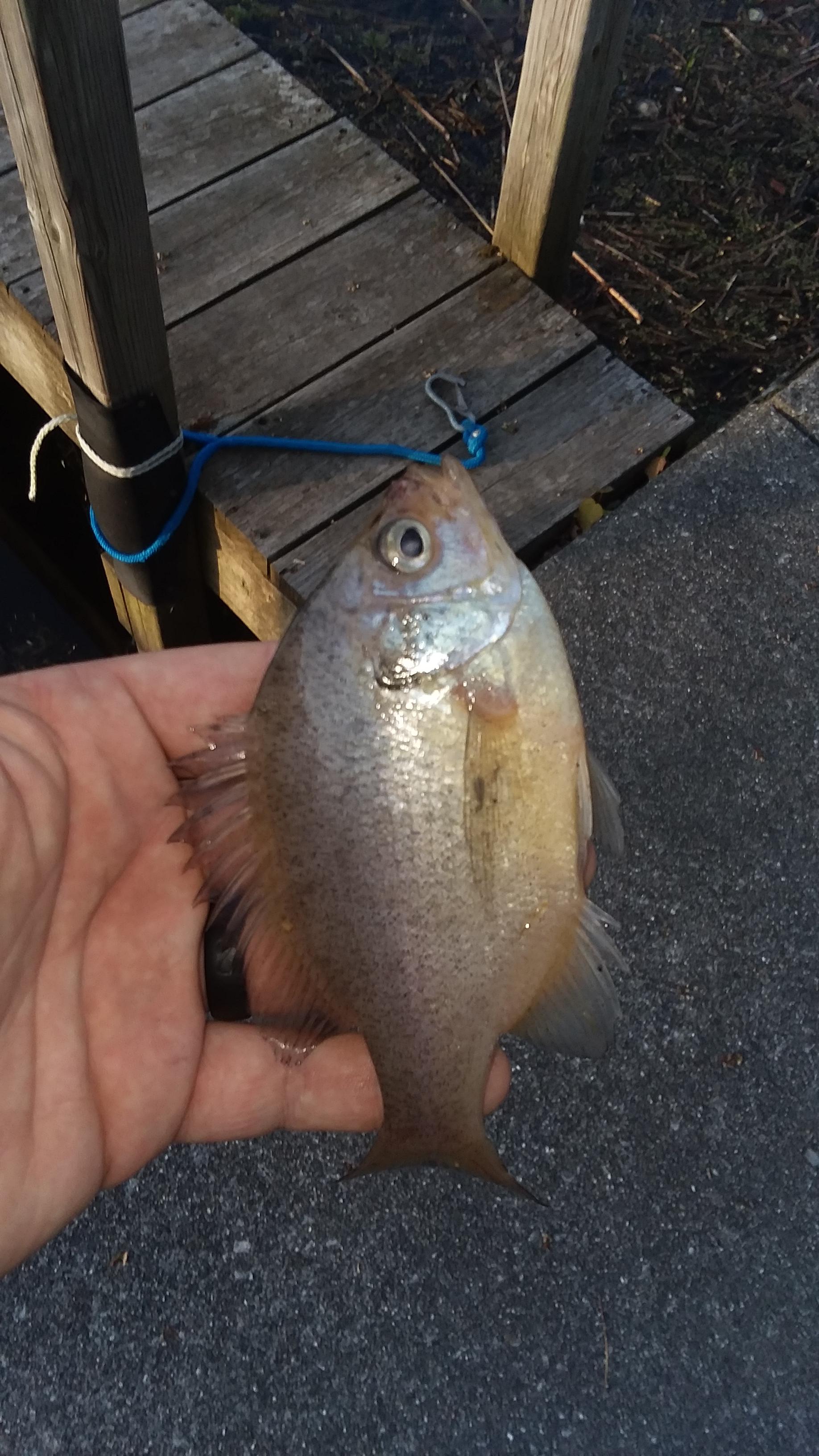 I caught a white bluegill in Michigan. r/Fishing