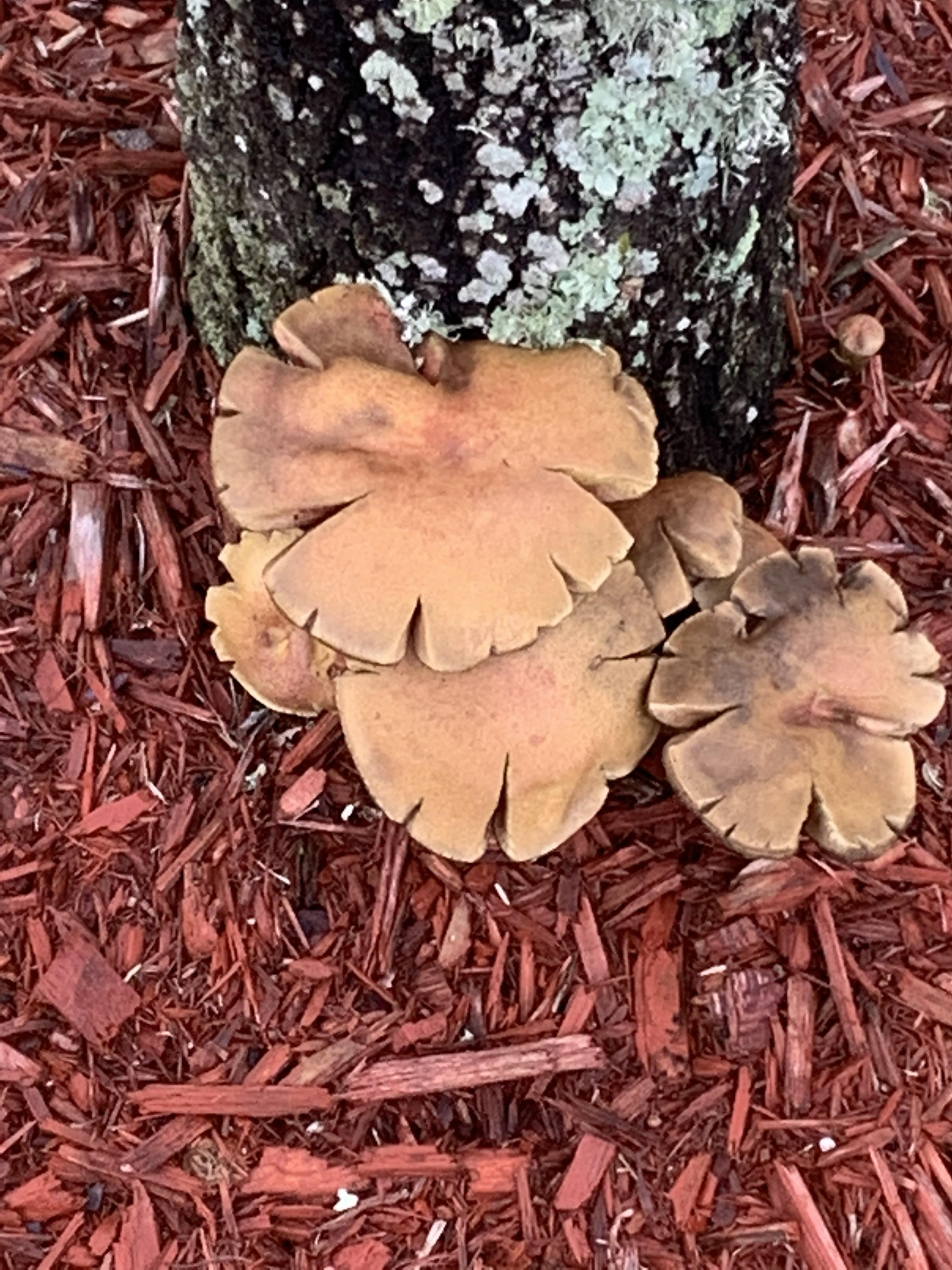 These are from south Florida. Are these edible? r/mushroom