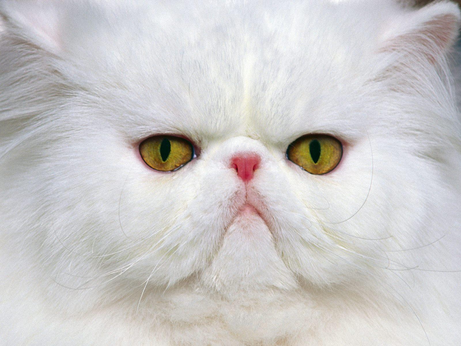 Angry Persian cat r/aww