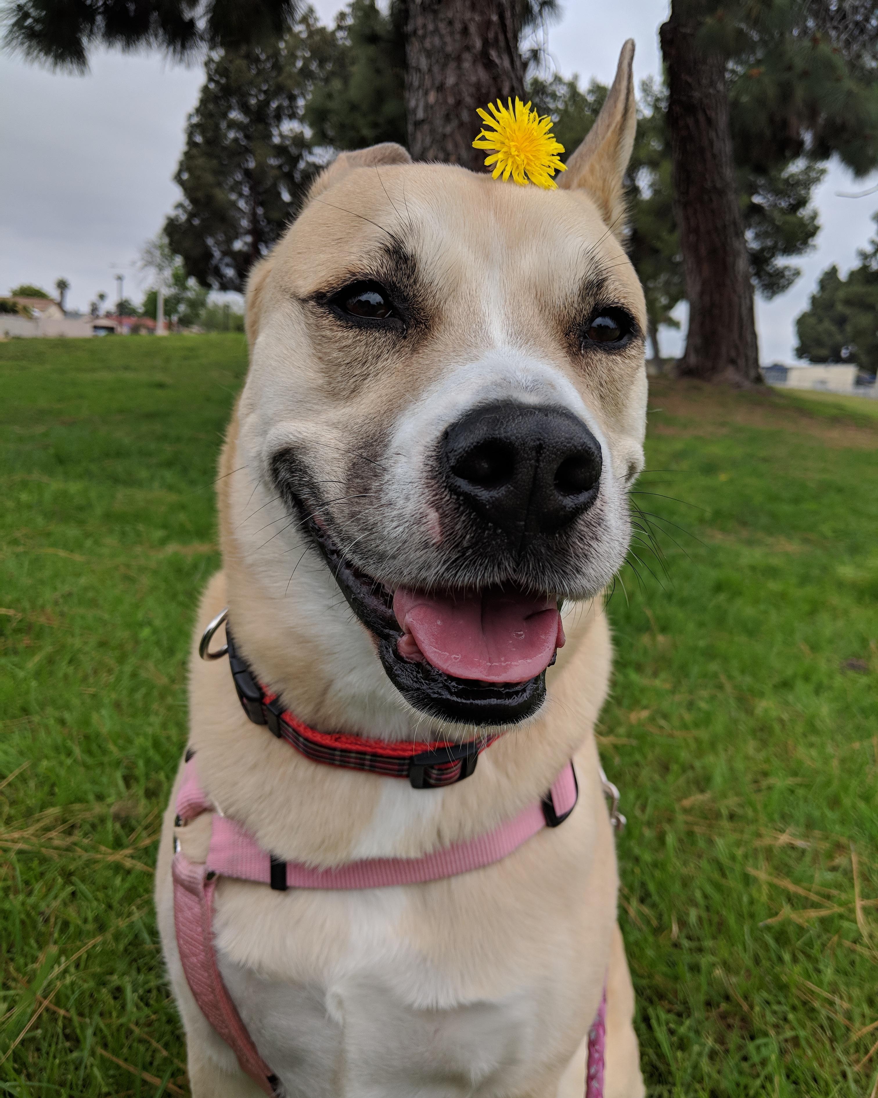 My flower child always loves to pose for the camera r/aww