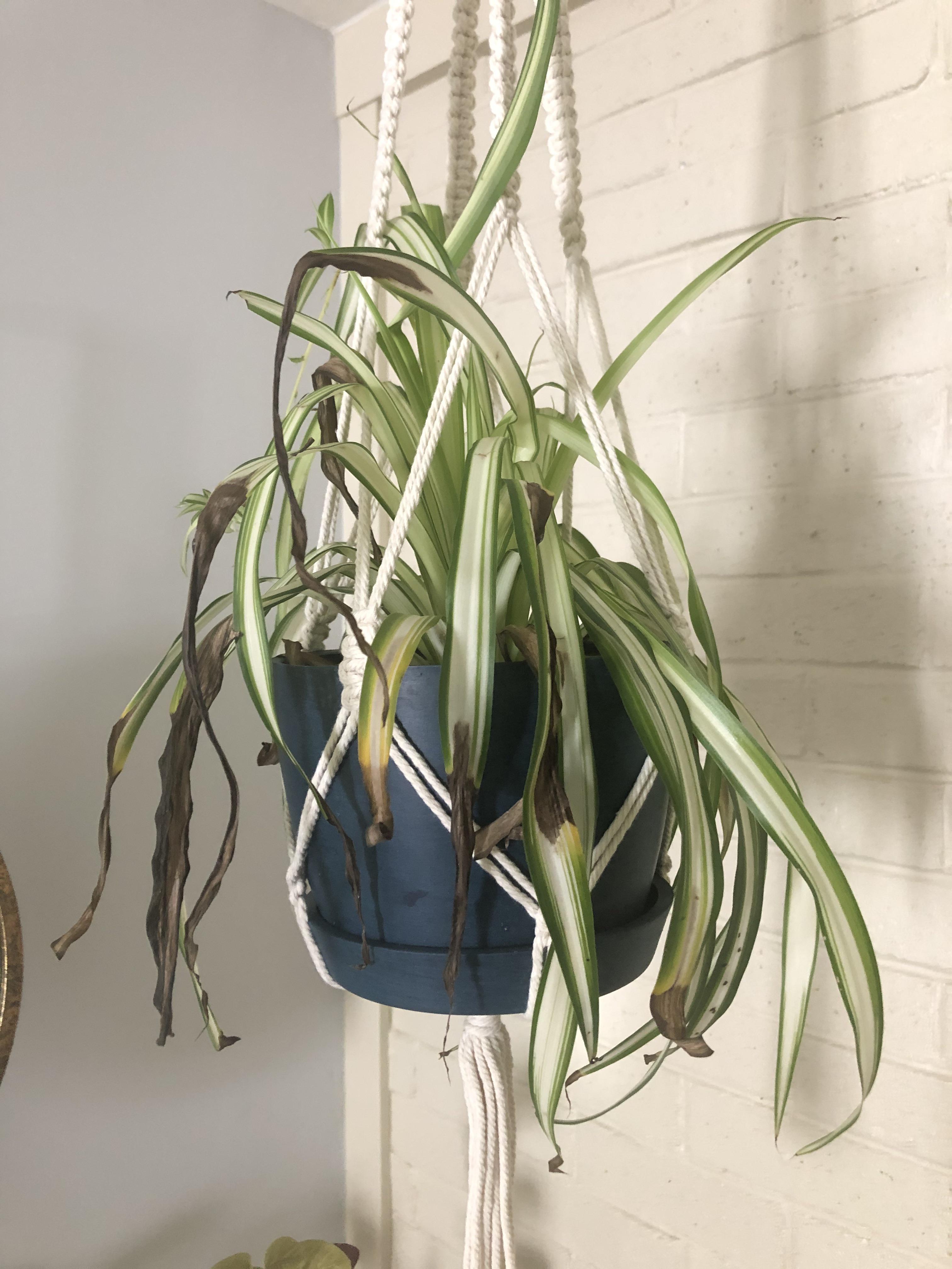 My spider plant started to droop when I brought it inside and then