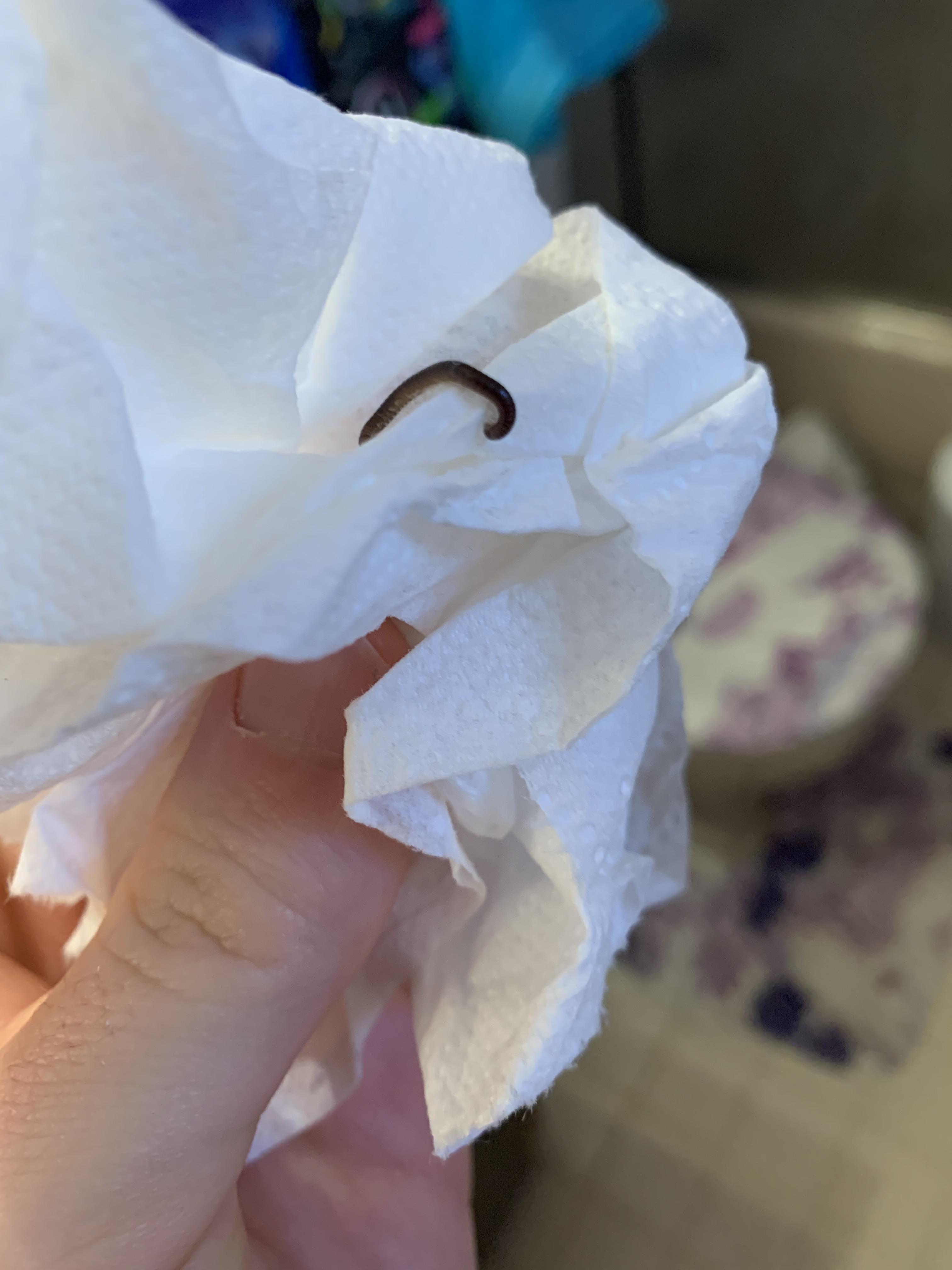 Worms in my bathtub and bathroom floor that I can’t identify. Plz HELP