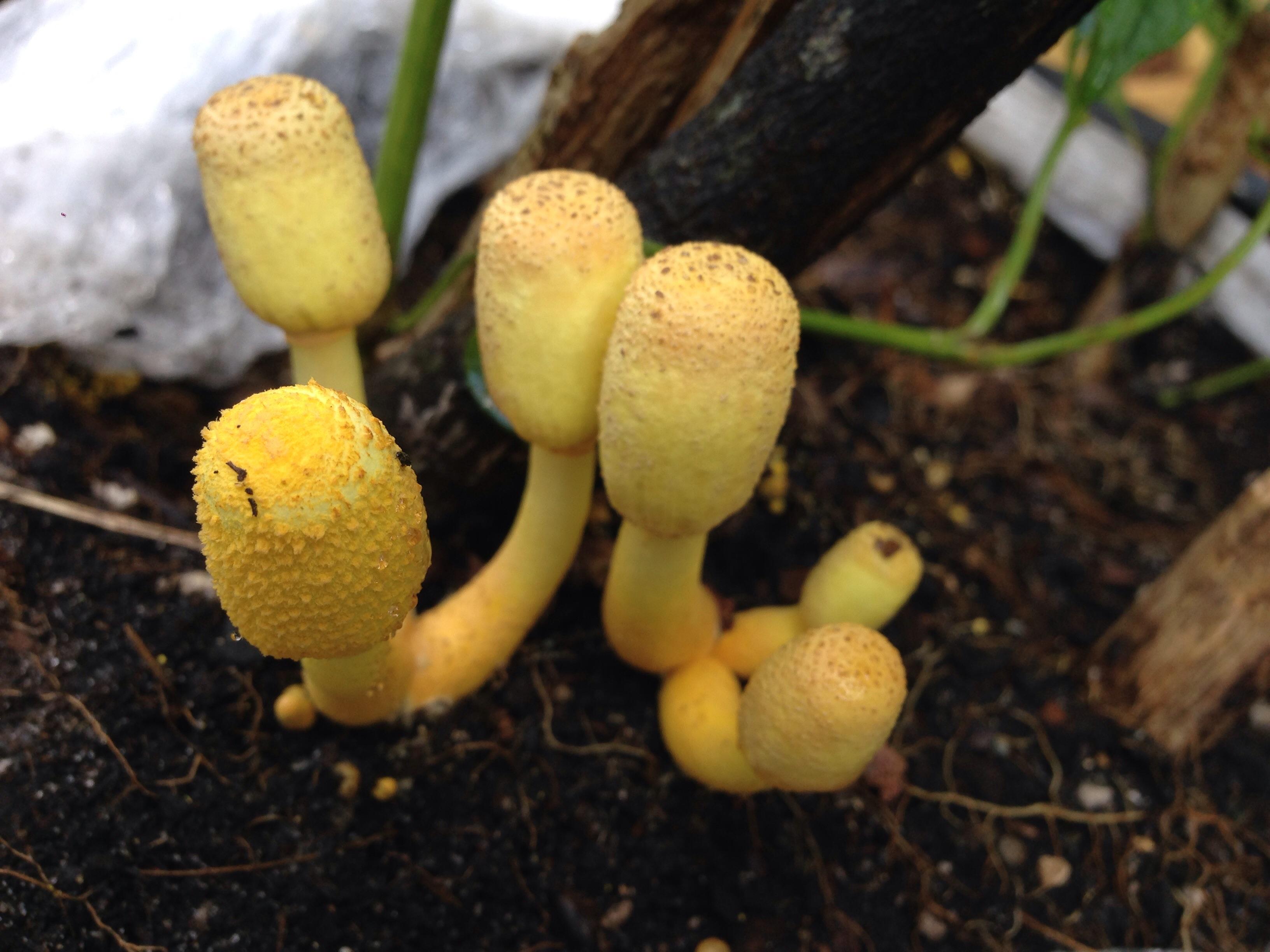 As a final farewell to the pot it outgrew, my pepper plant sent up