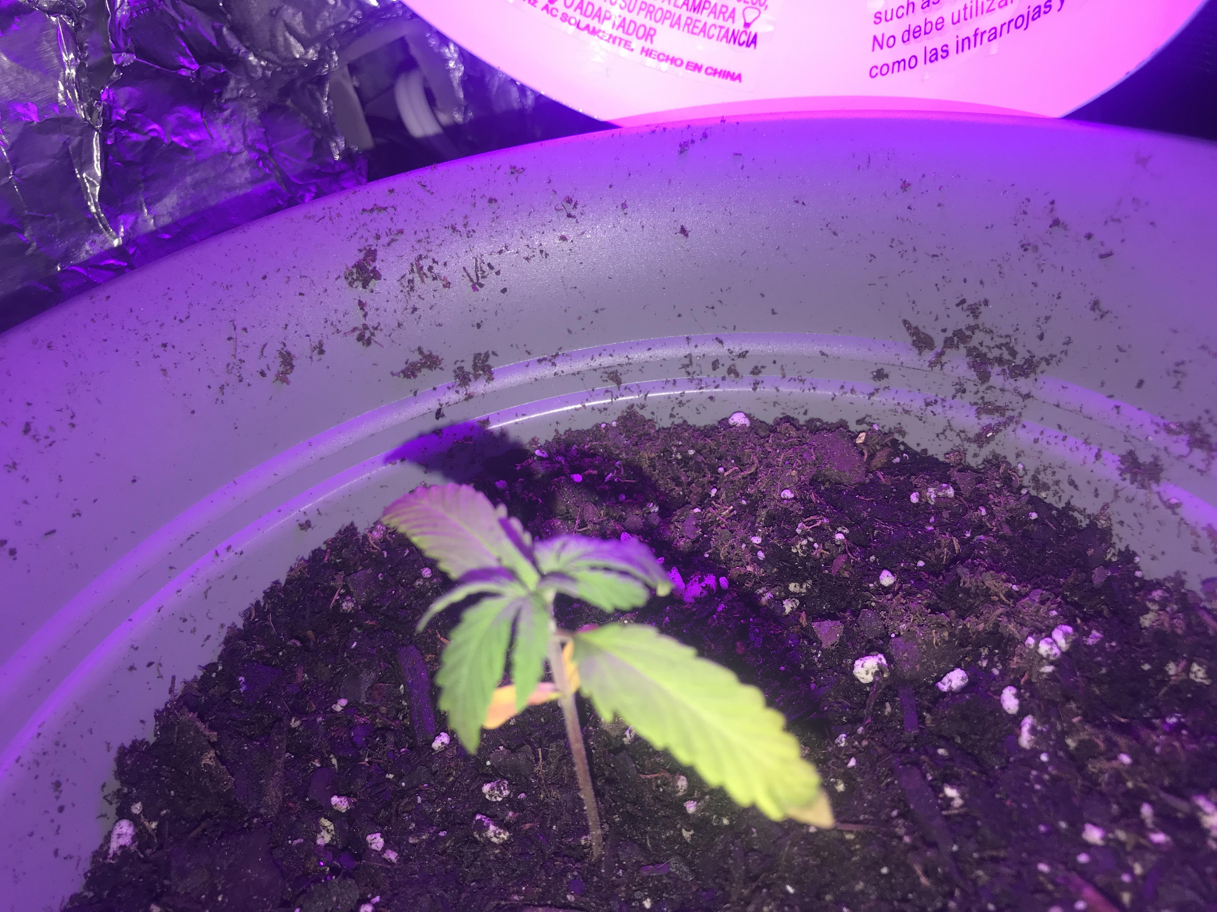 Help. Is my plant dead? r/GrowingMarijuana