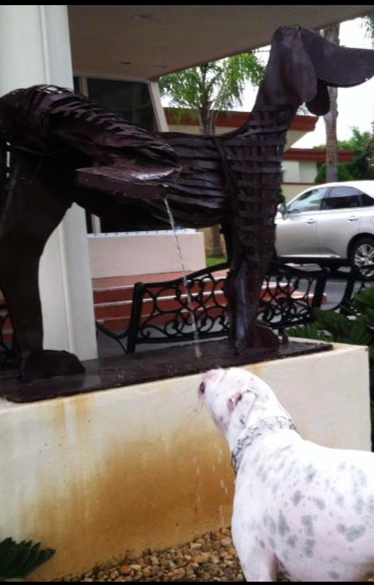 Drinking from the dog pee fountain r/dogpictures