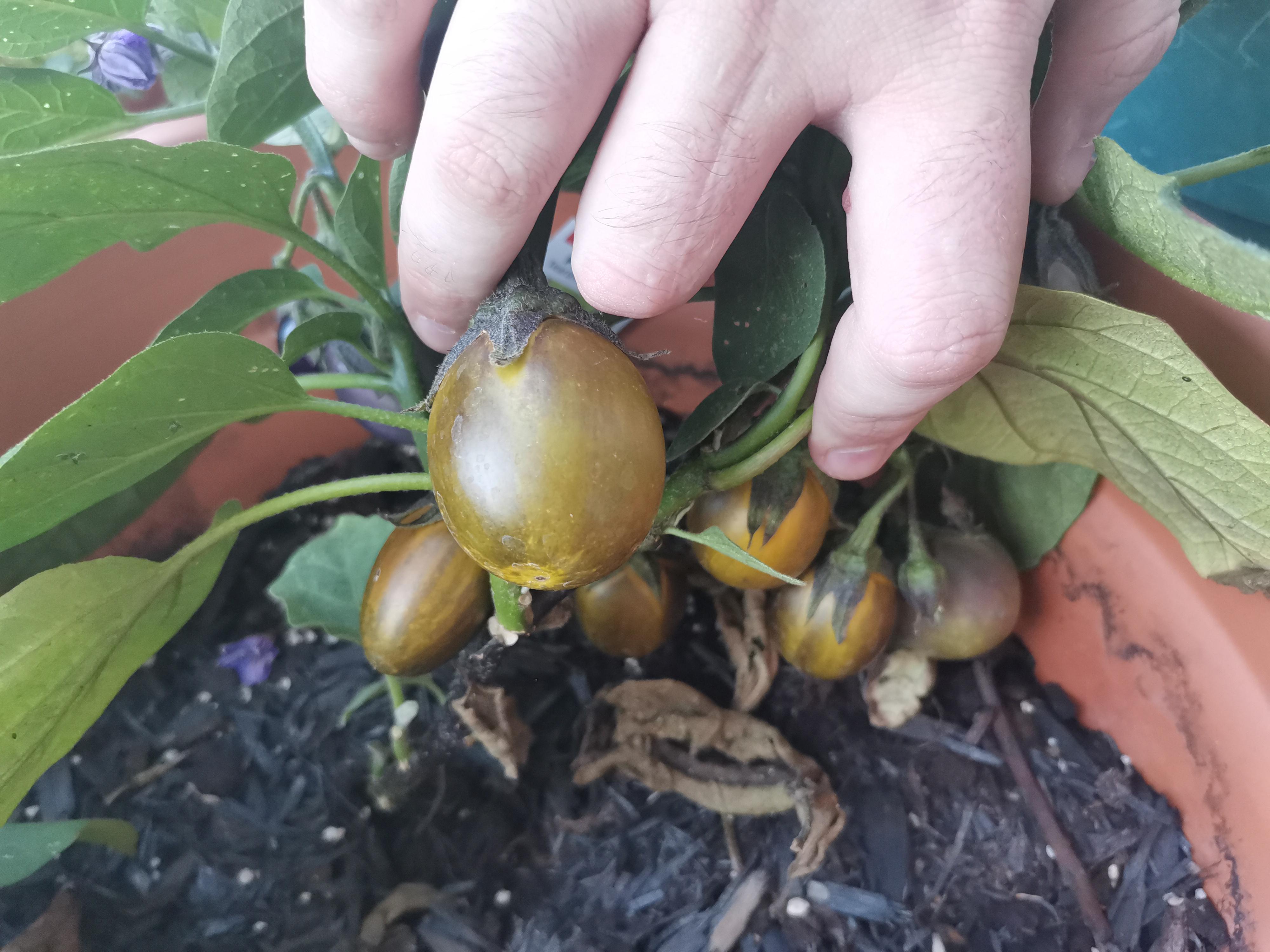 Why are my eggplants yellowing? Haven't gotten bigger in weeks! r