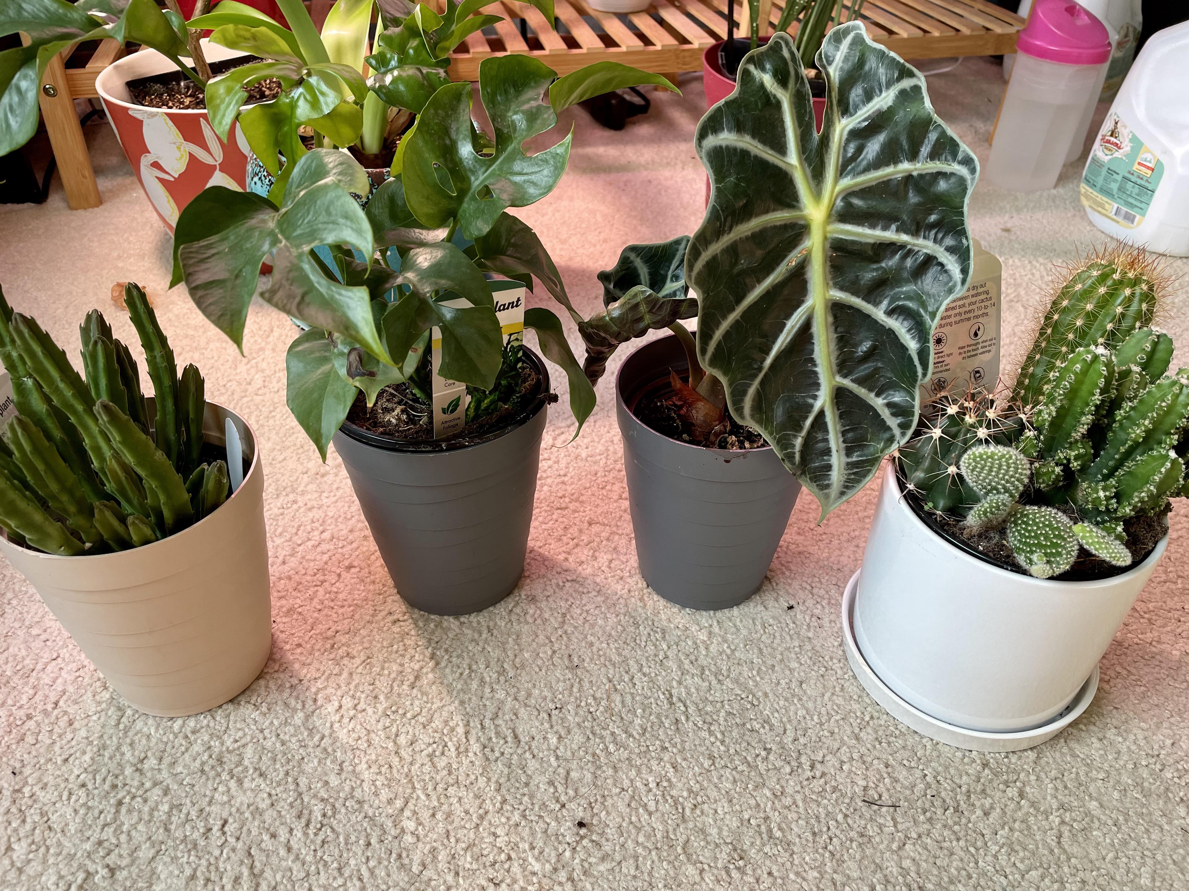 Sale plants from Home Depot, couldn’t say no! r/houseplants