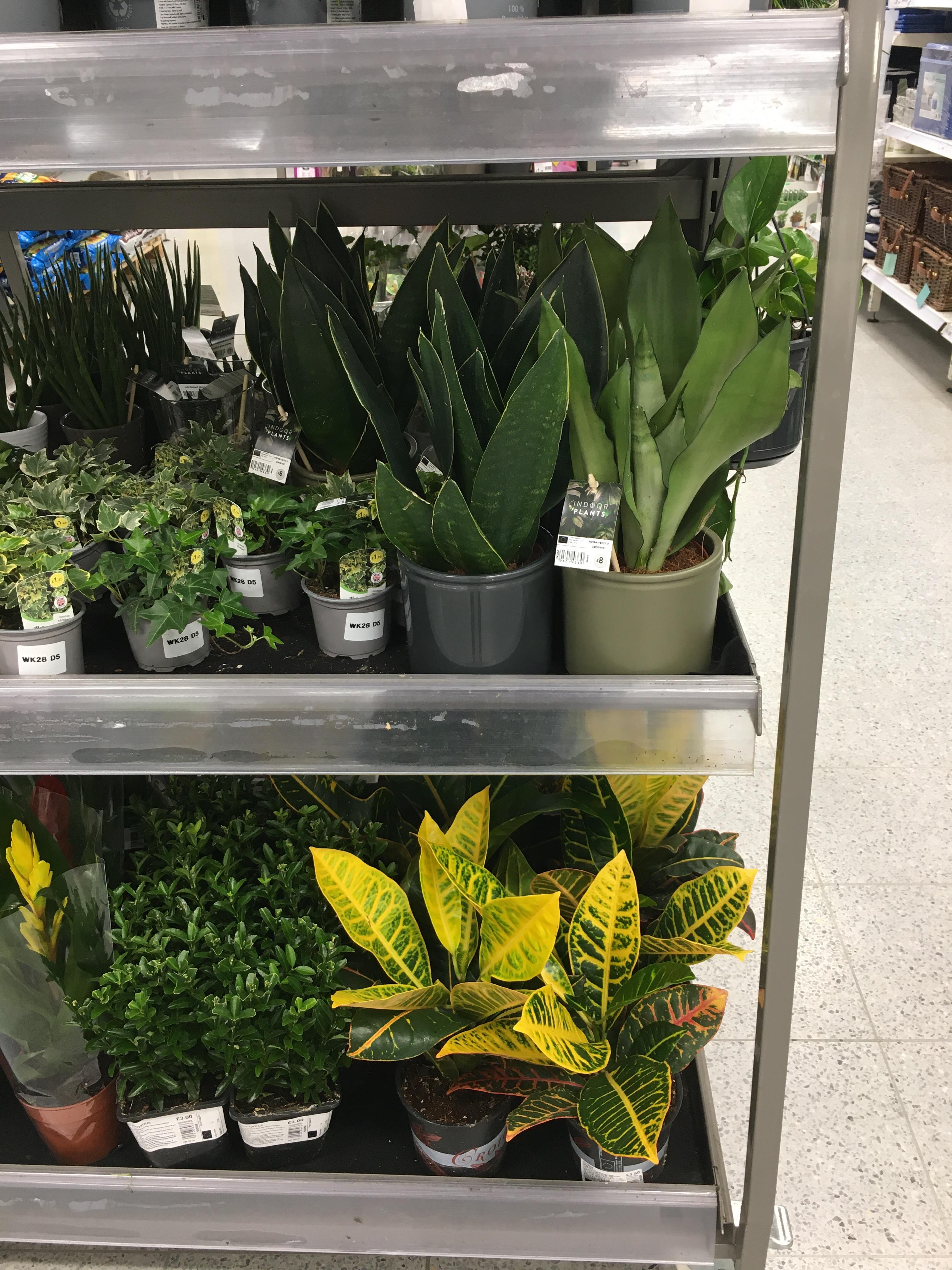 Decent selection in Wilko, Hamilton. Sansivieria inc moonshine, small