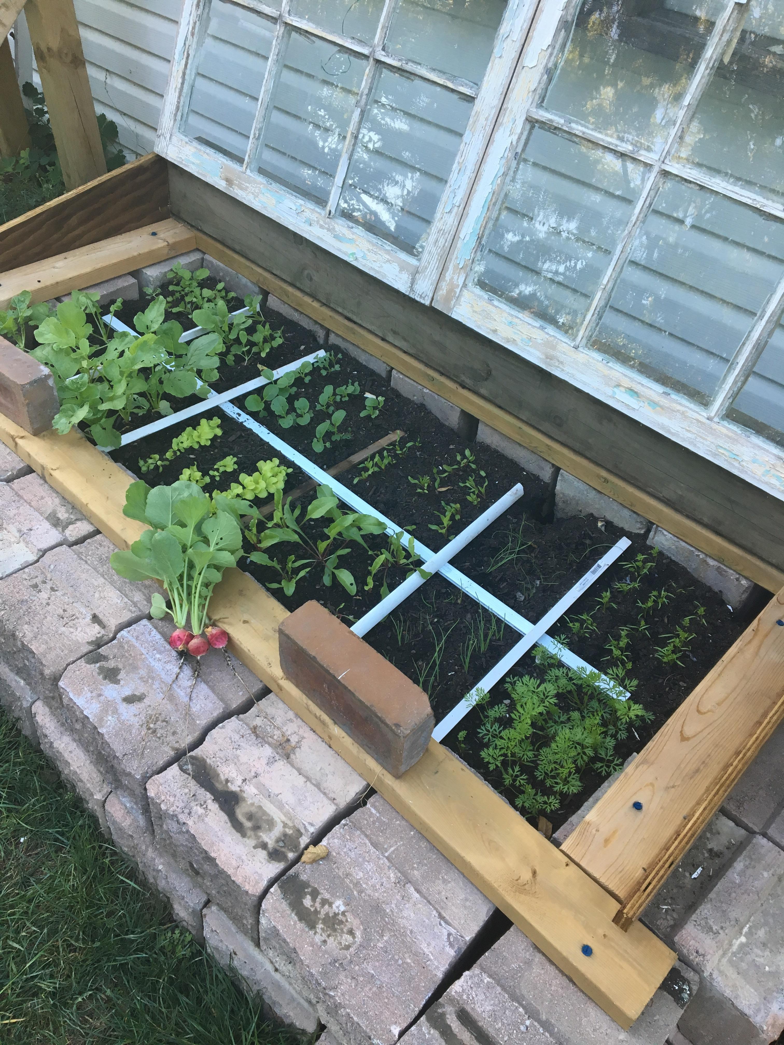 Our new cold frame is working. Zone 5b. Canada. r/gardening