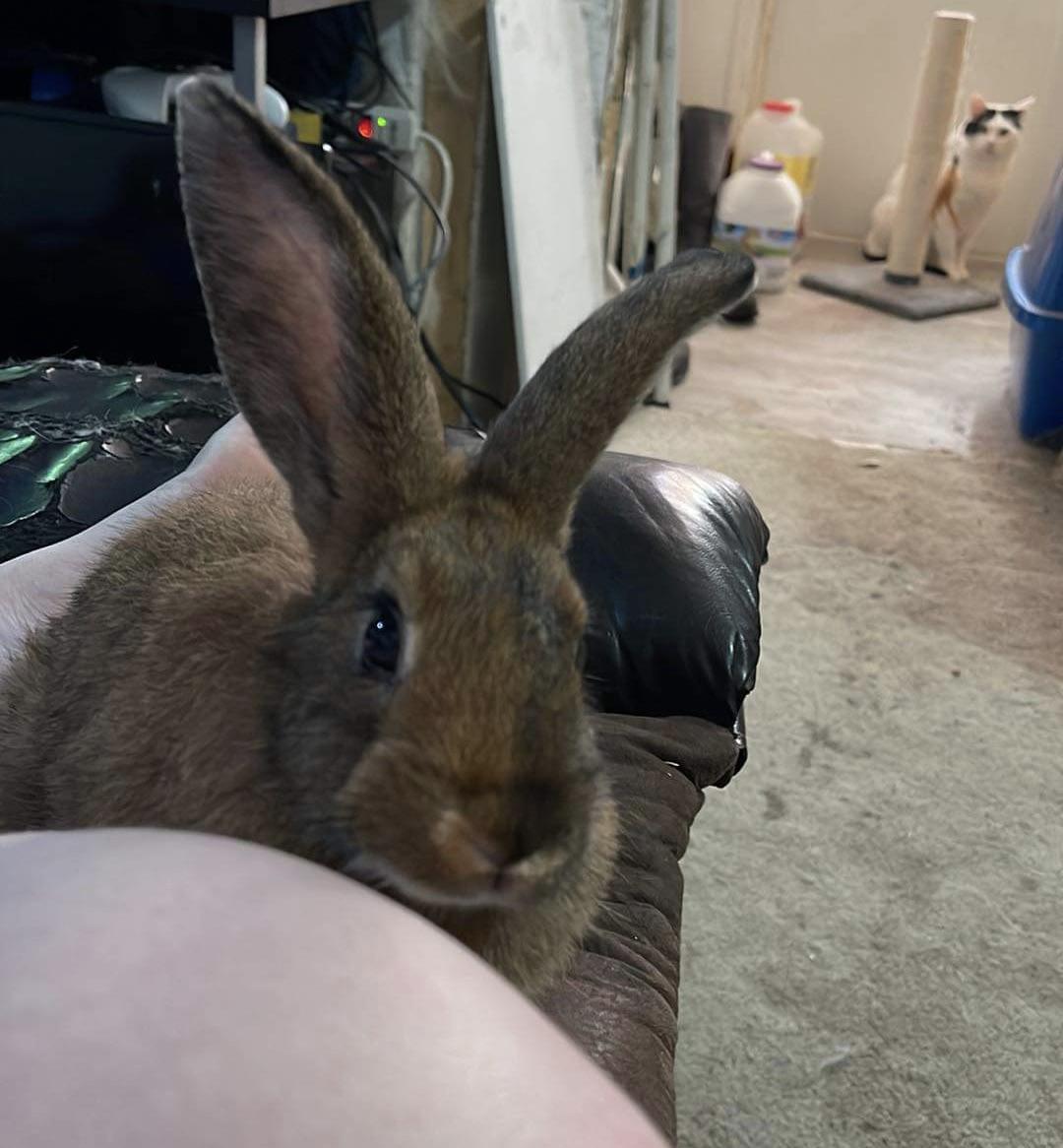 Tips for free roam bunnies? What do you do at night? r/Rabbits