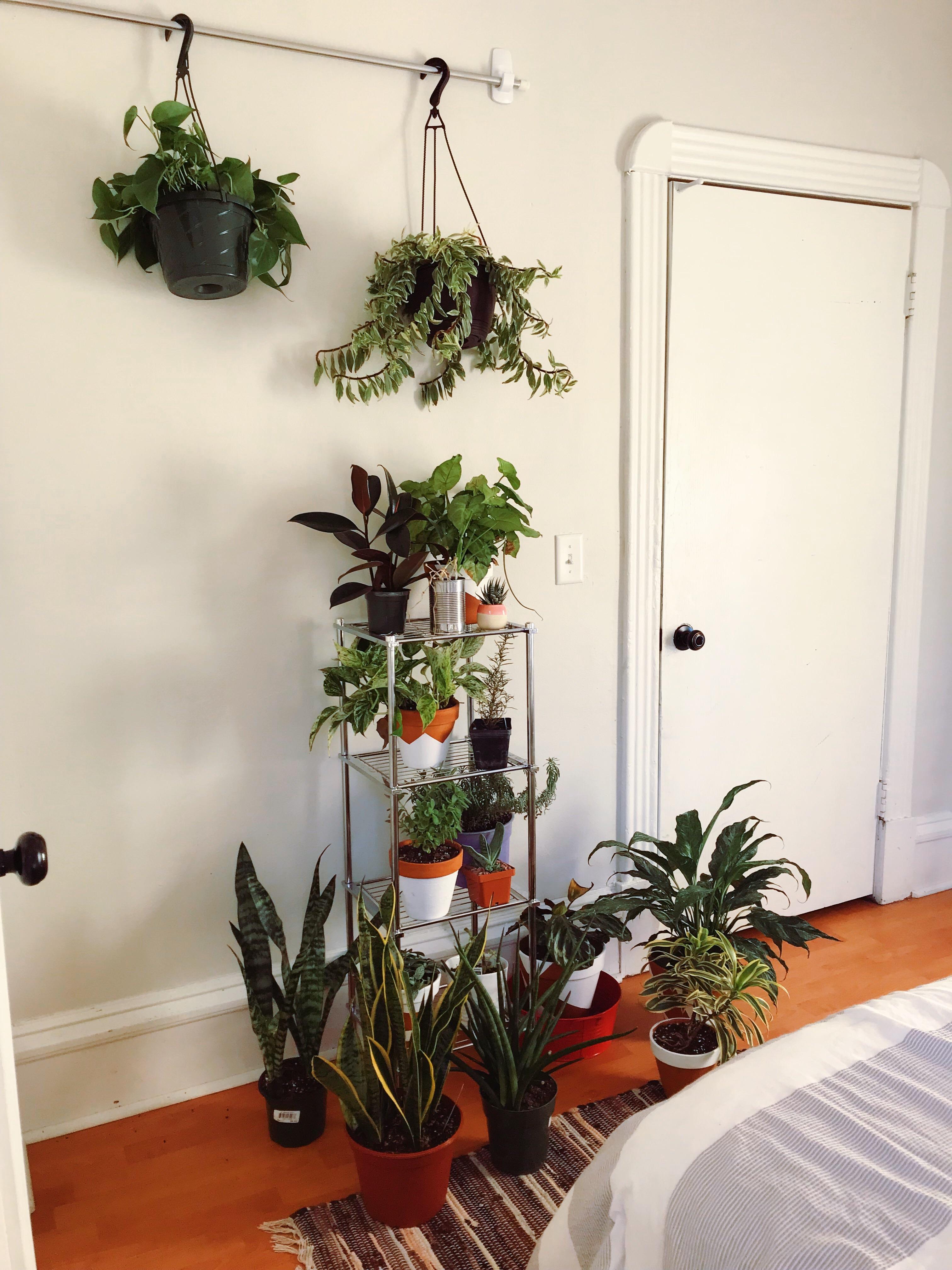 I decided to get a photo of all of my house plants I currently have 20
