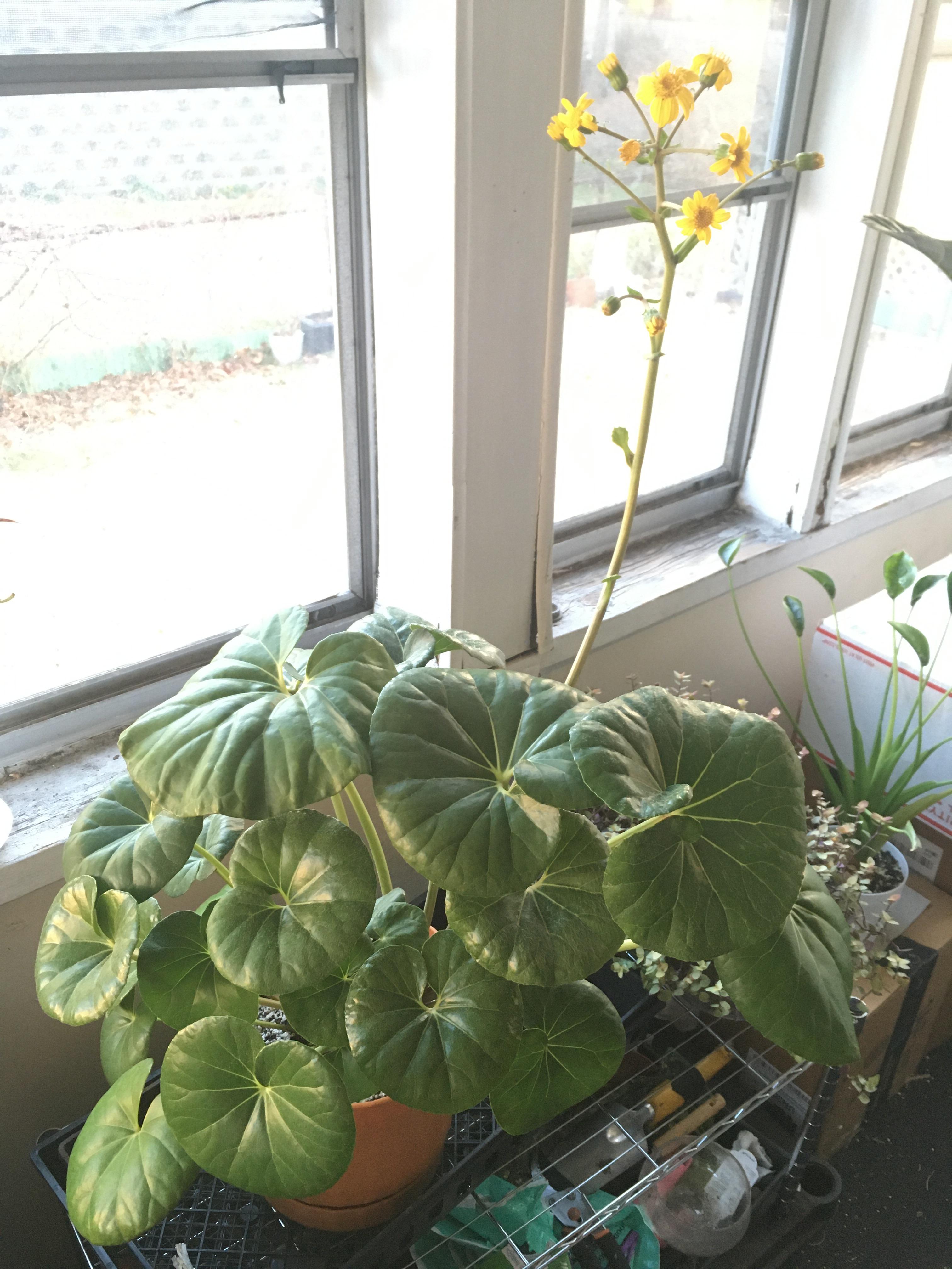 My tractor seat plant is flowering! r/houseplants