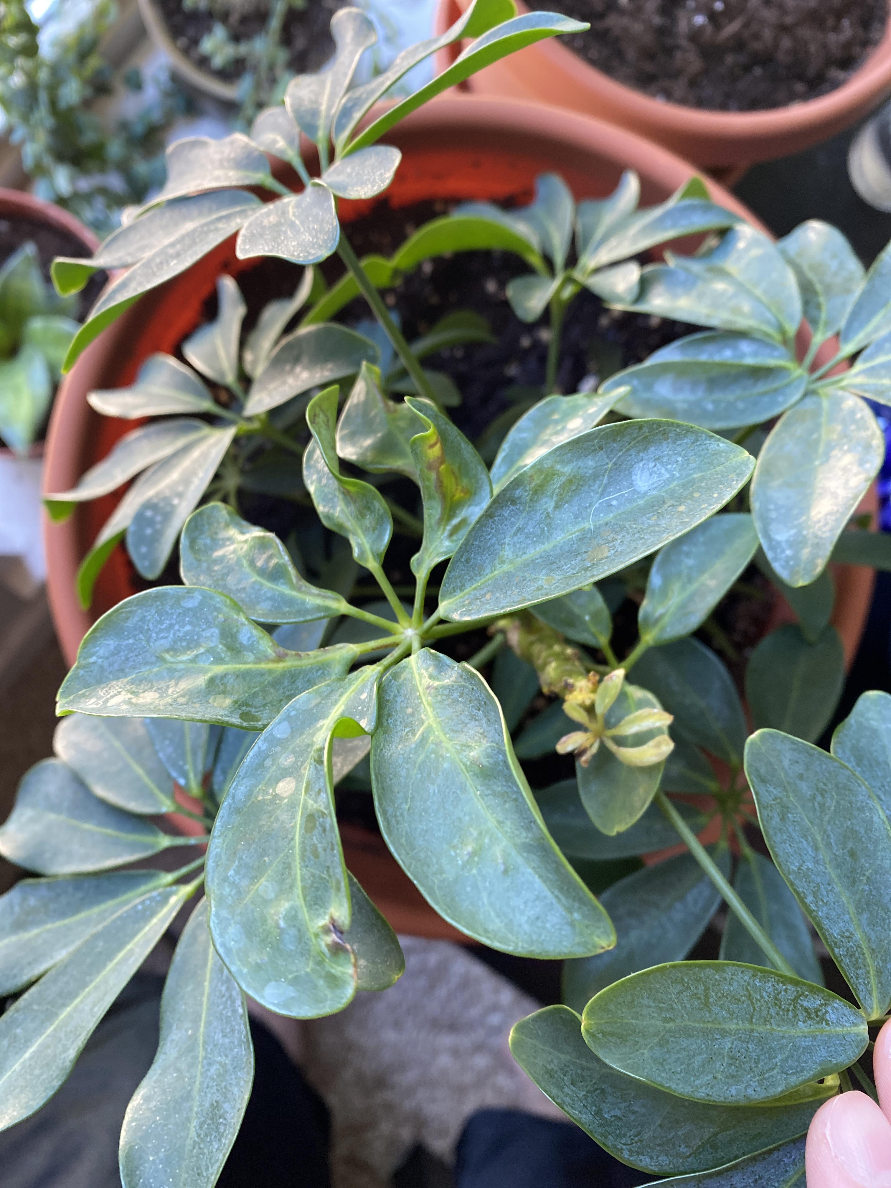 Why are new leaves on my Schefflera growing in deformed? r/plantclinic