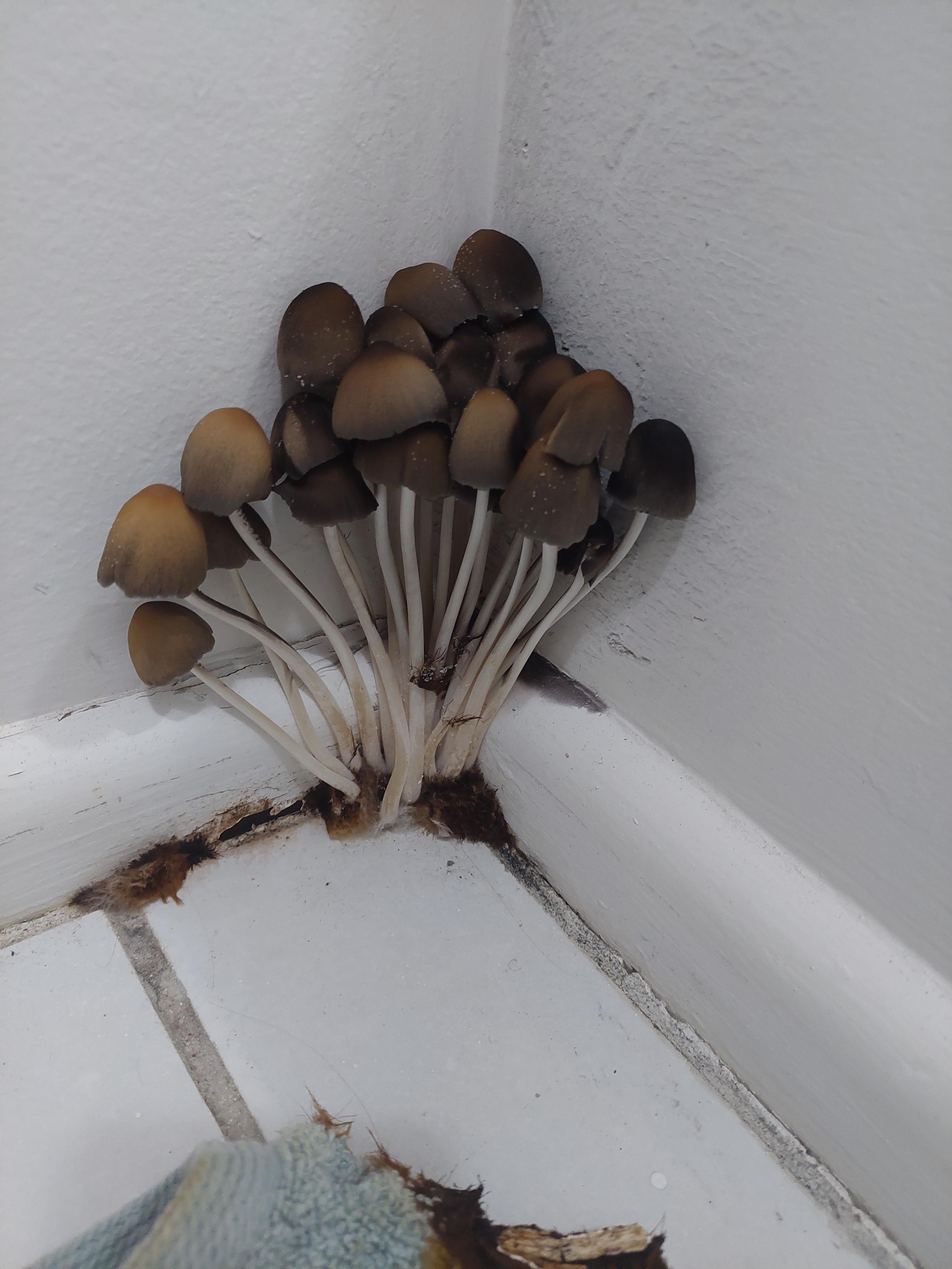 More bathroom shrooms r/BathroomShrooms